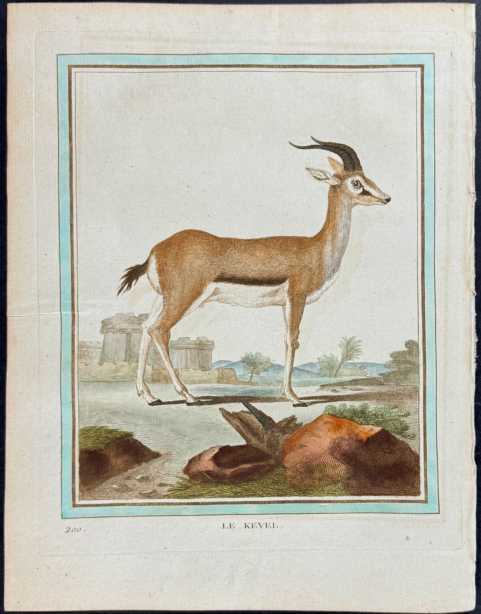 Deer