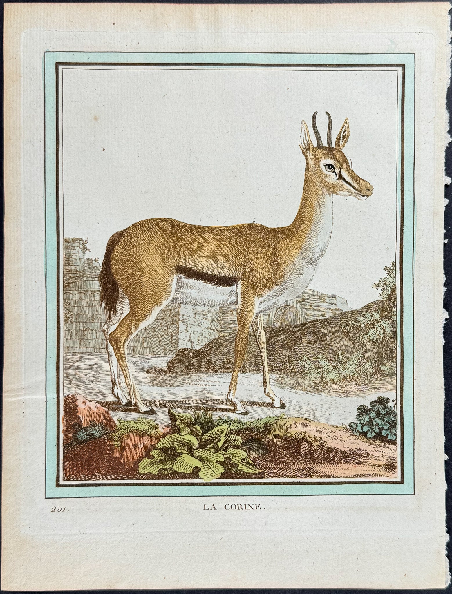 Deer