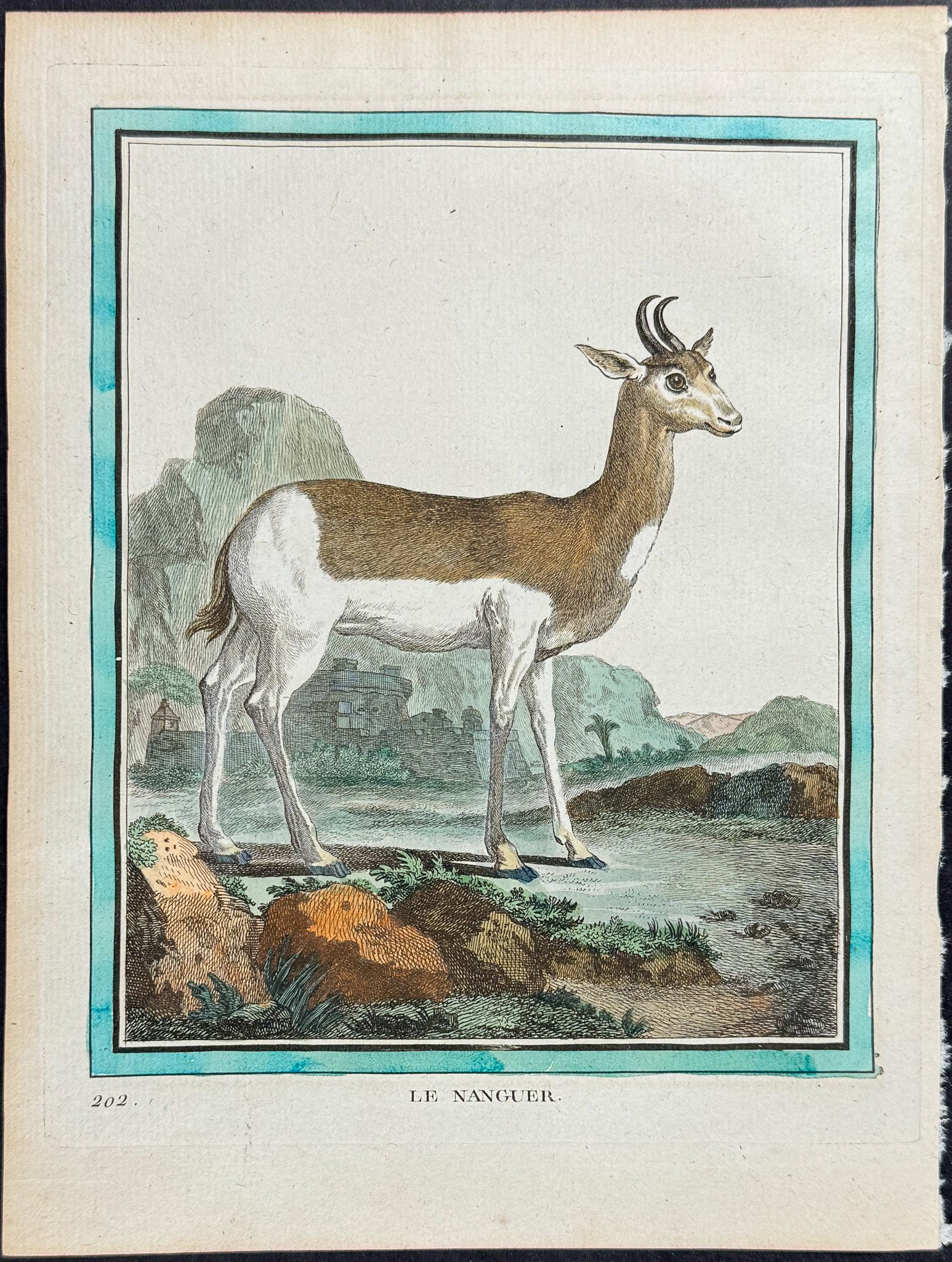Deer