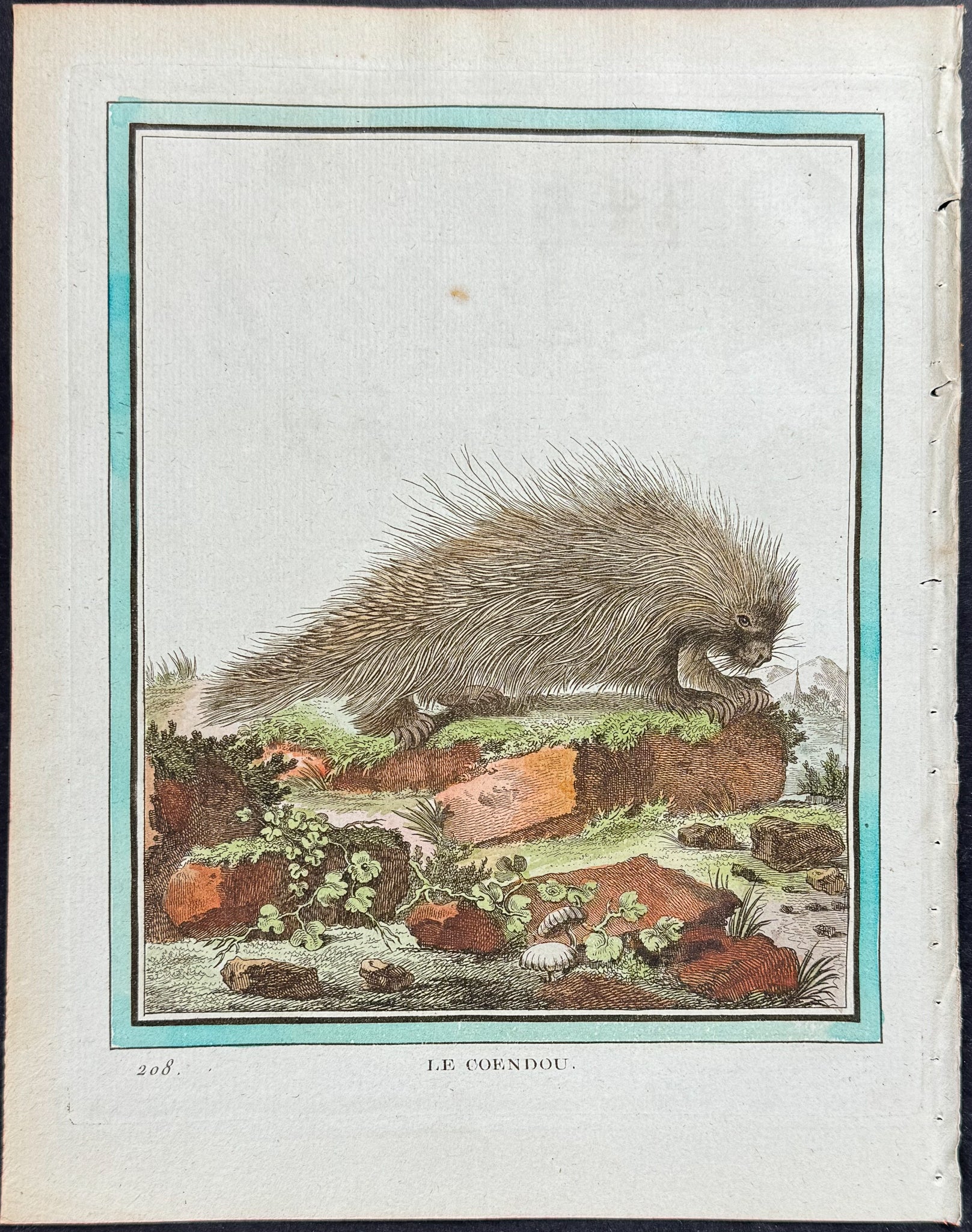 Porcupine