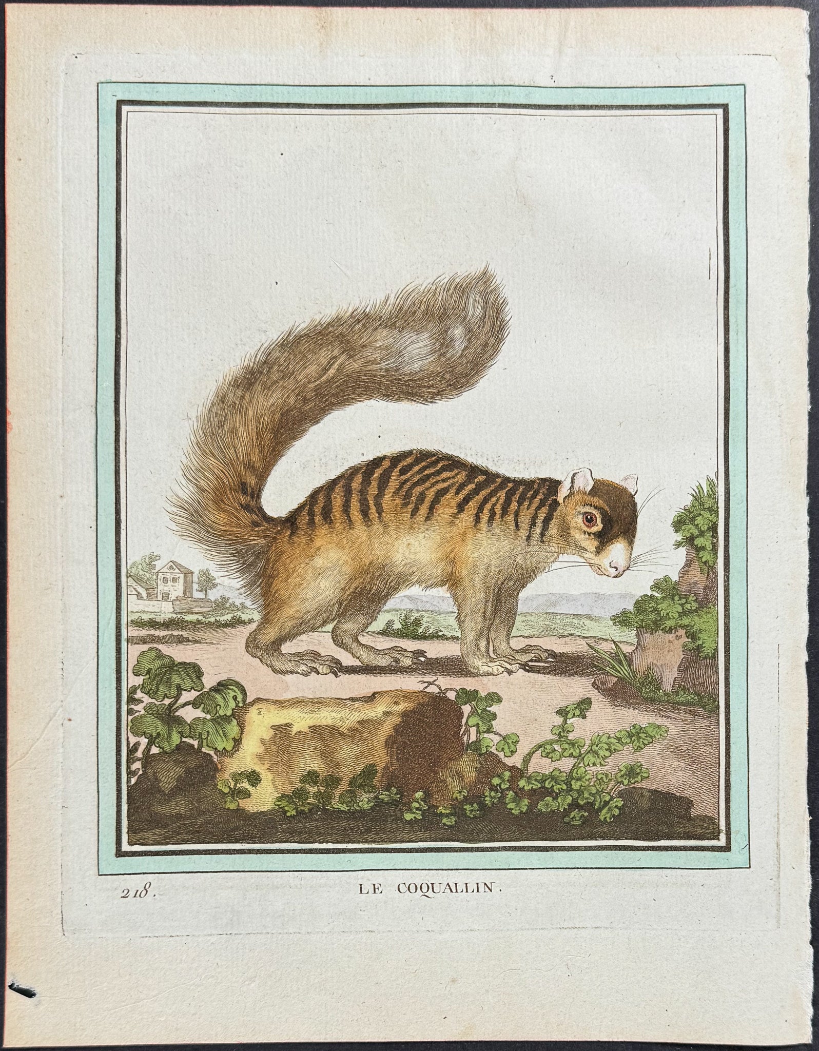 Squirrel