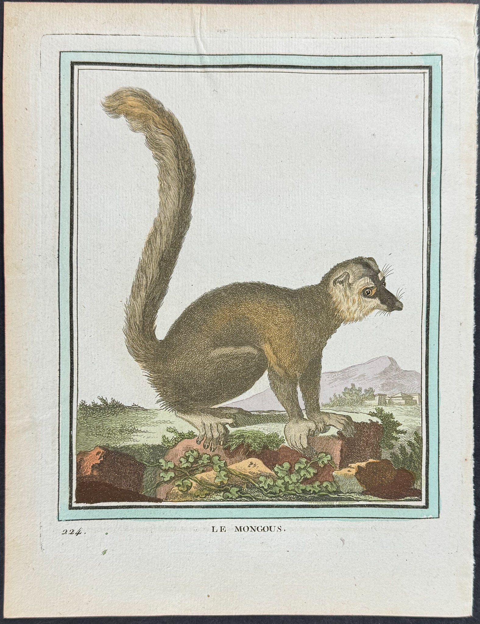 Mongoose