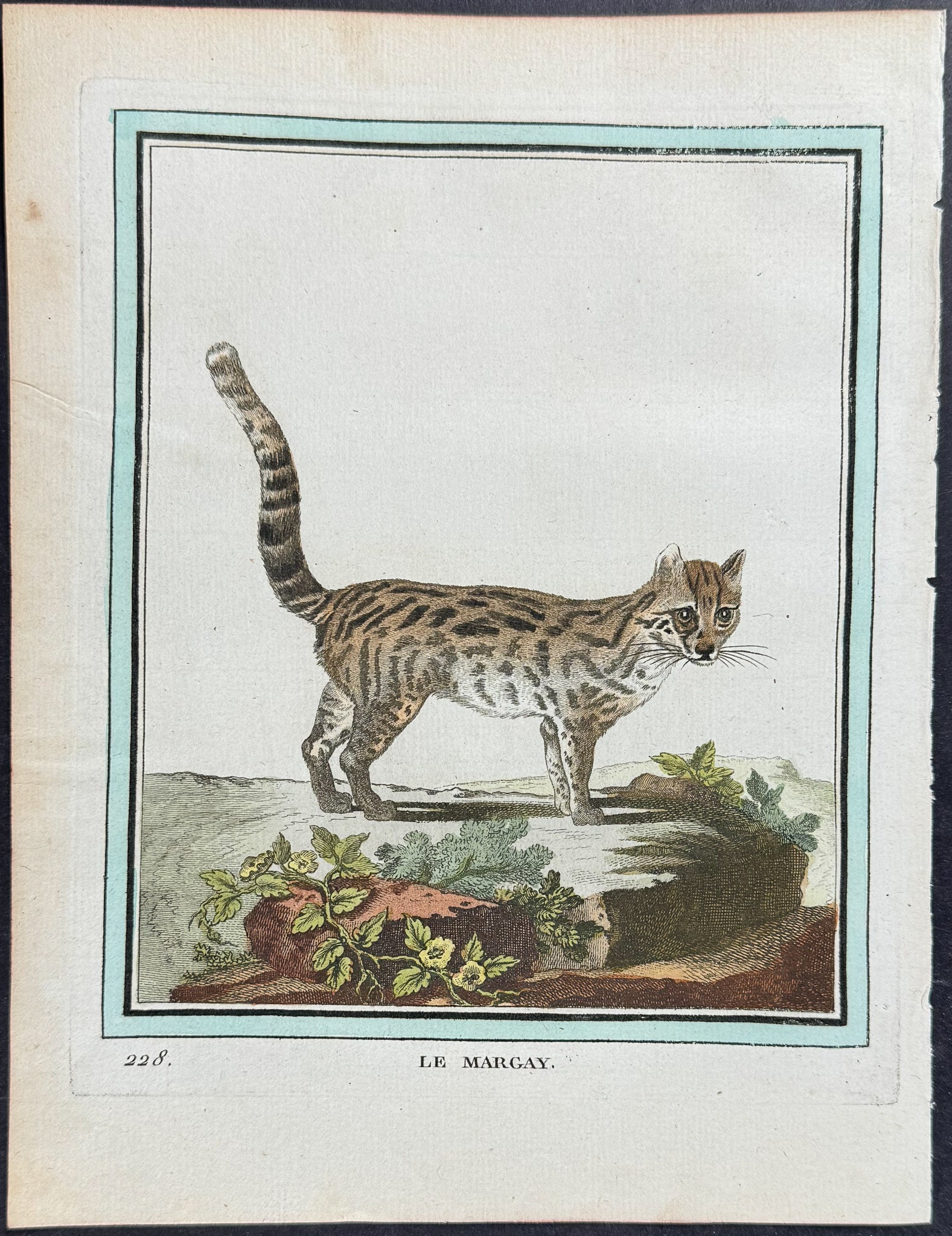 Margay