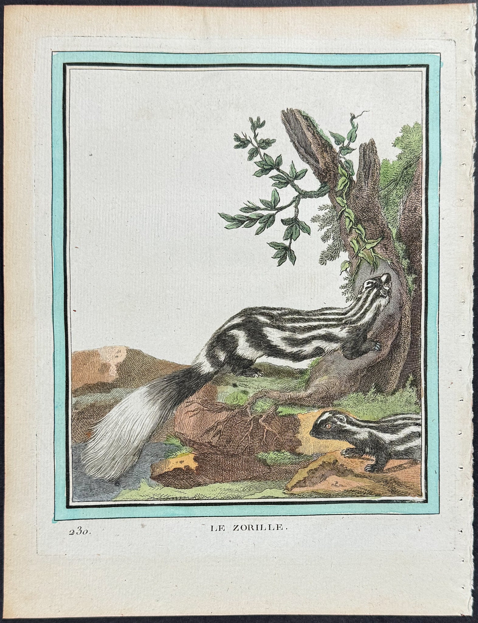 Striped Polecat