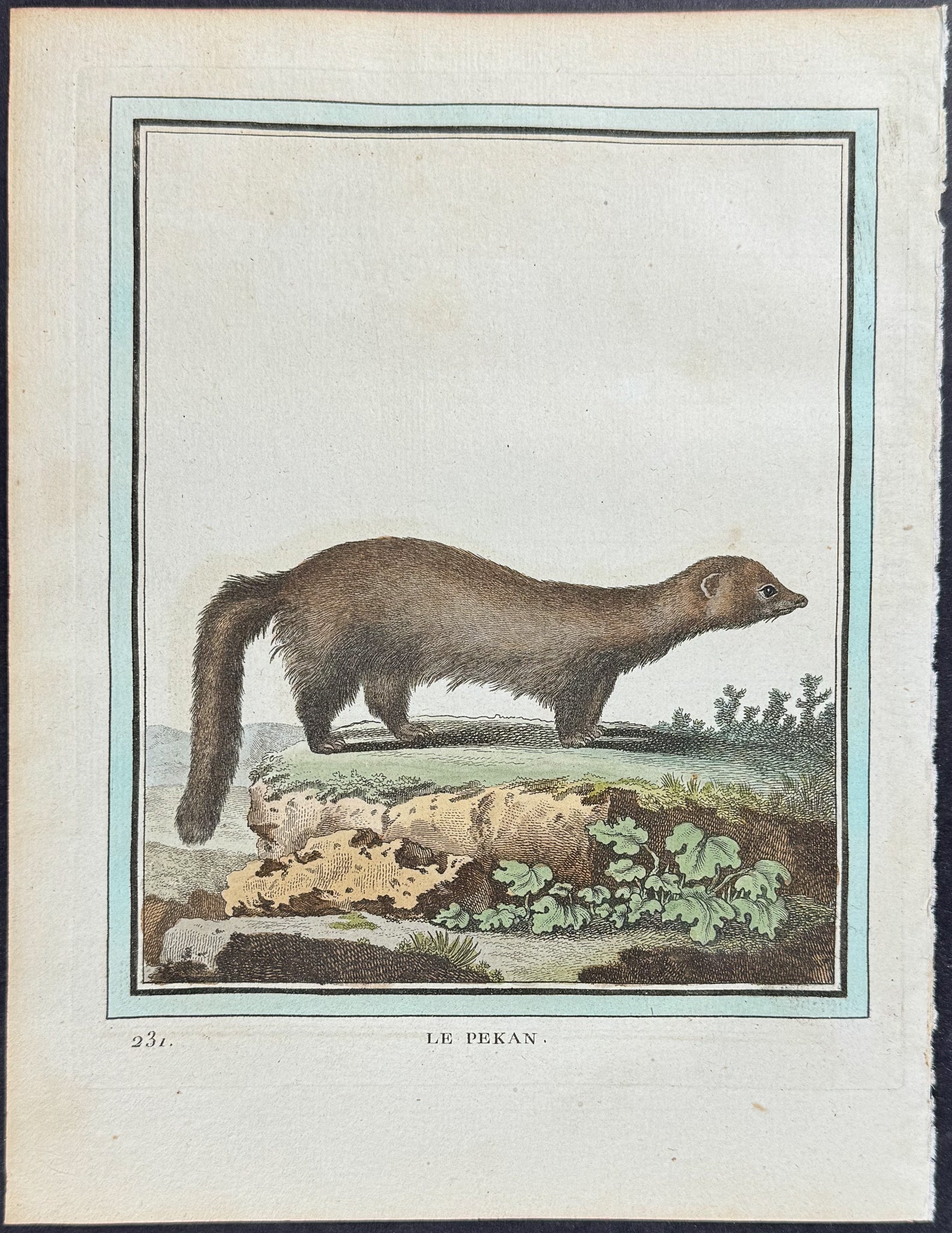 Fisher
