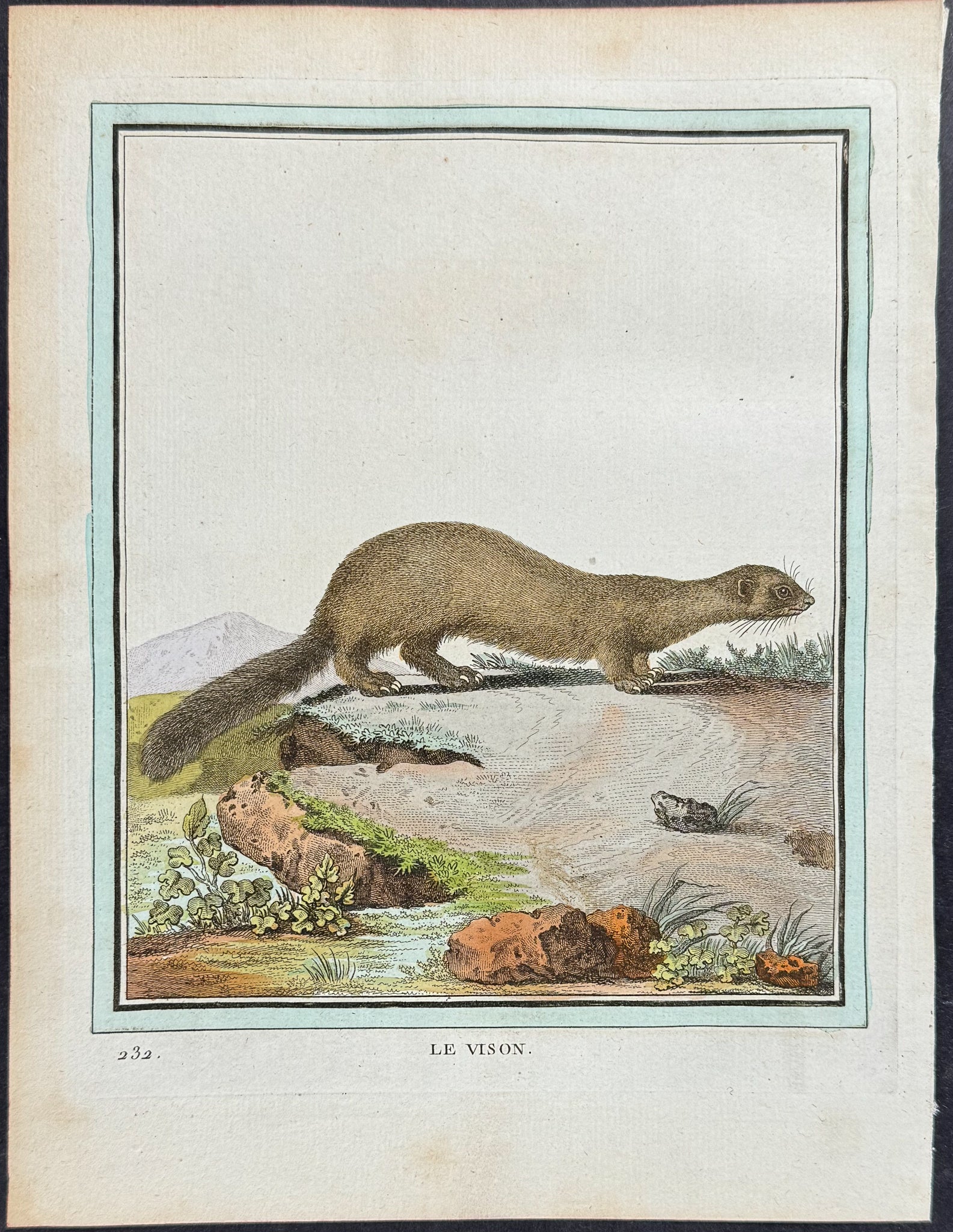 Mink