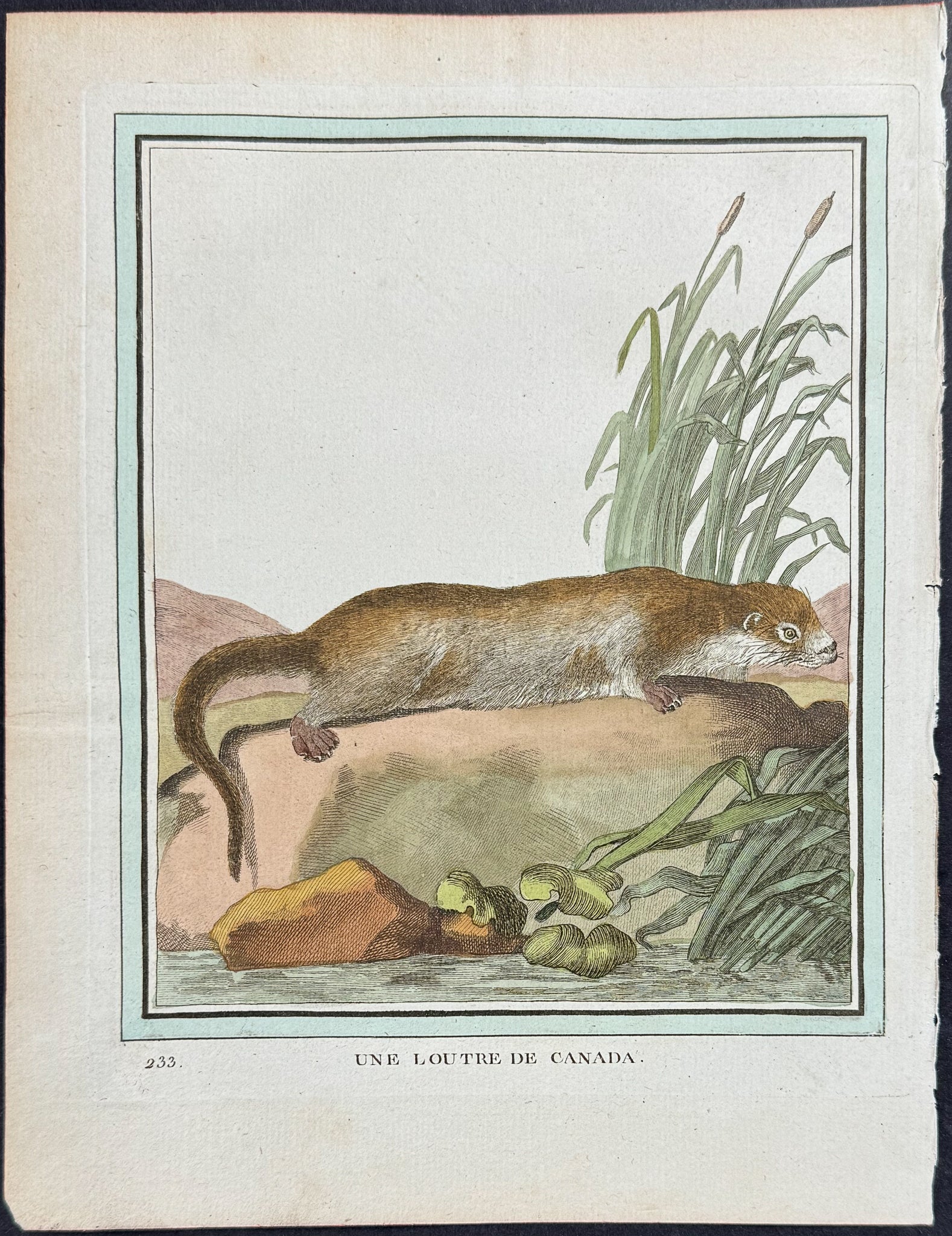 Otter