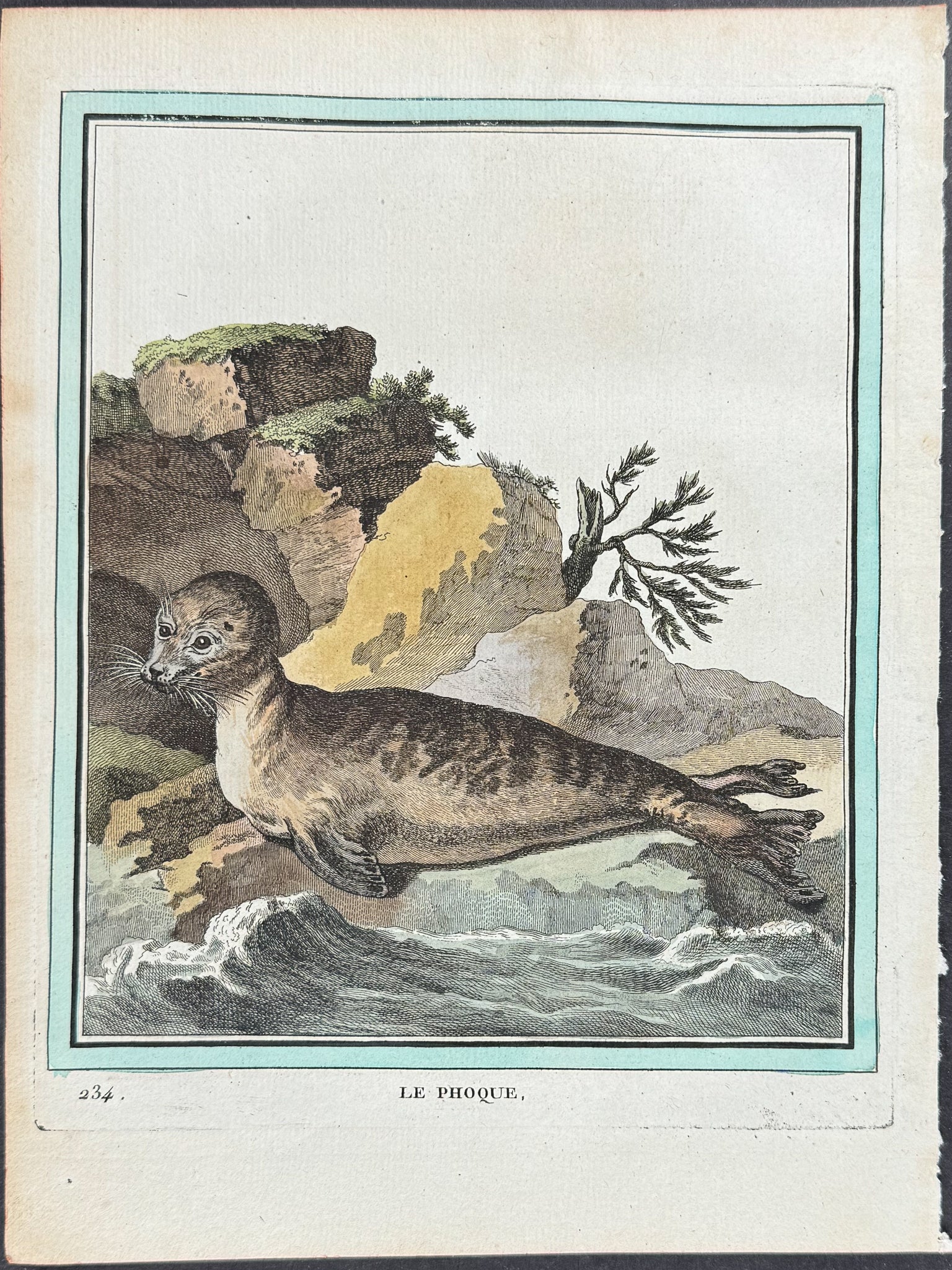 Seal or Sea Lion