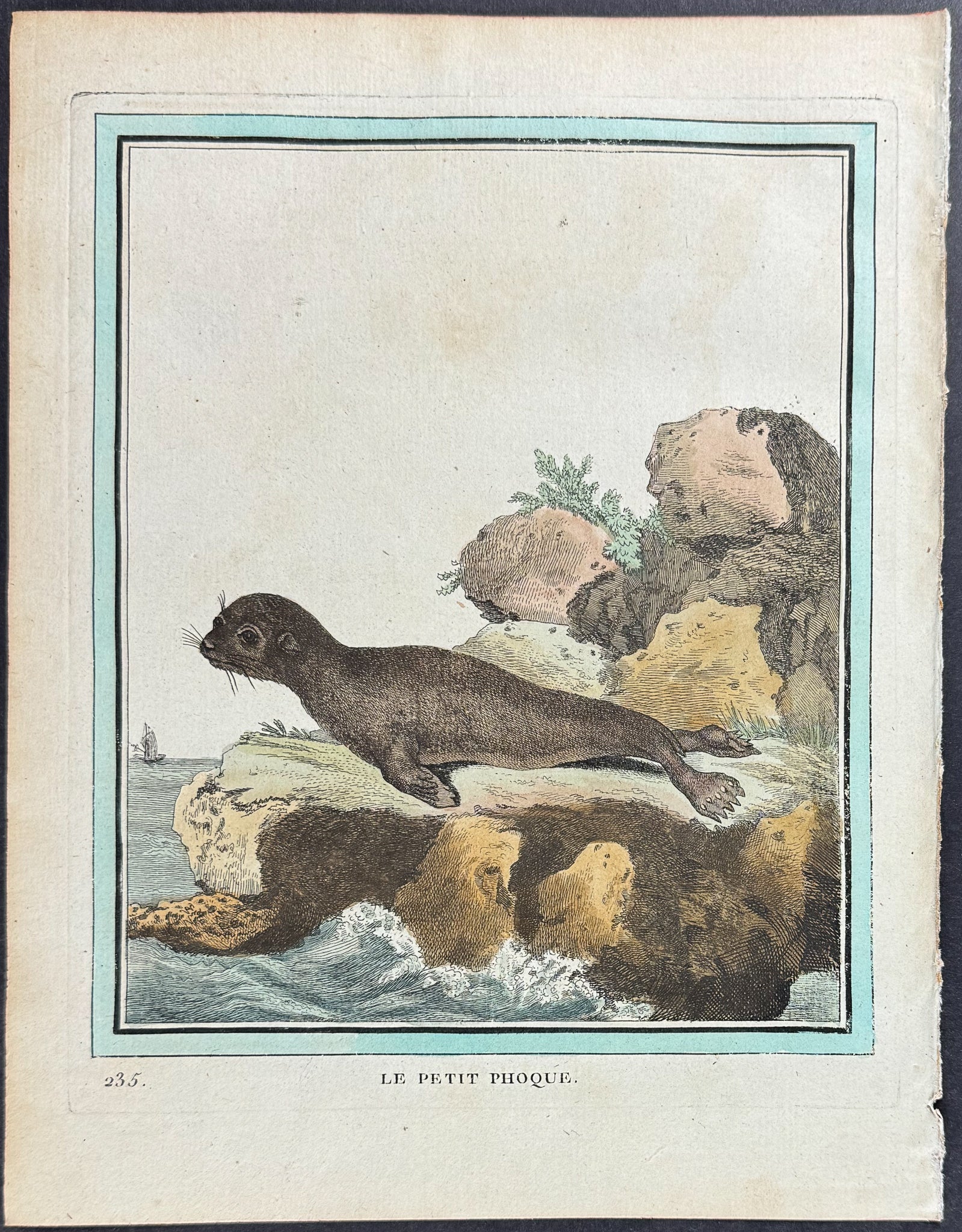 Seal or Sea Lion