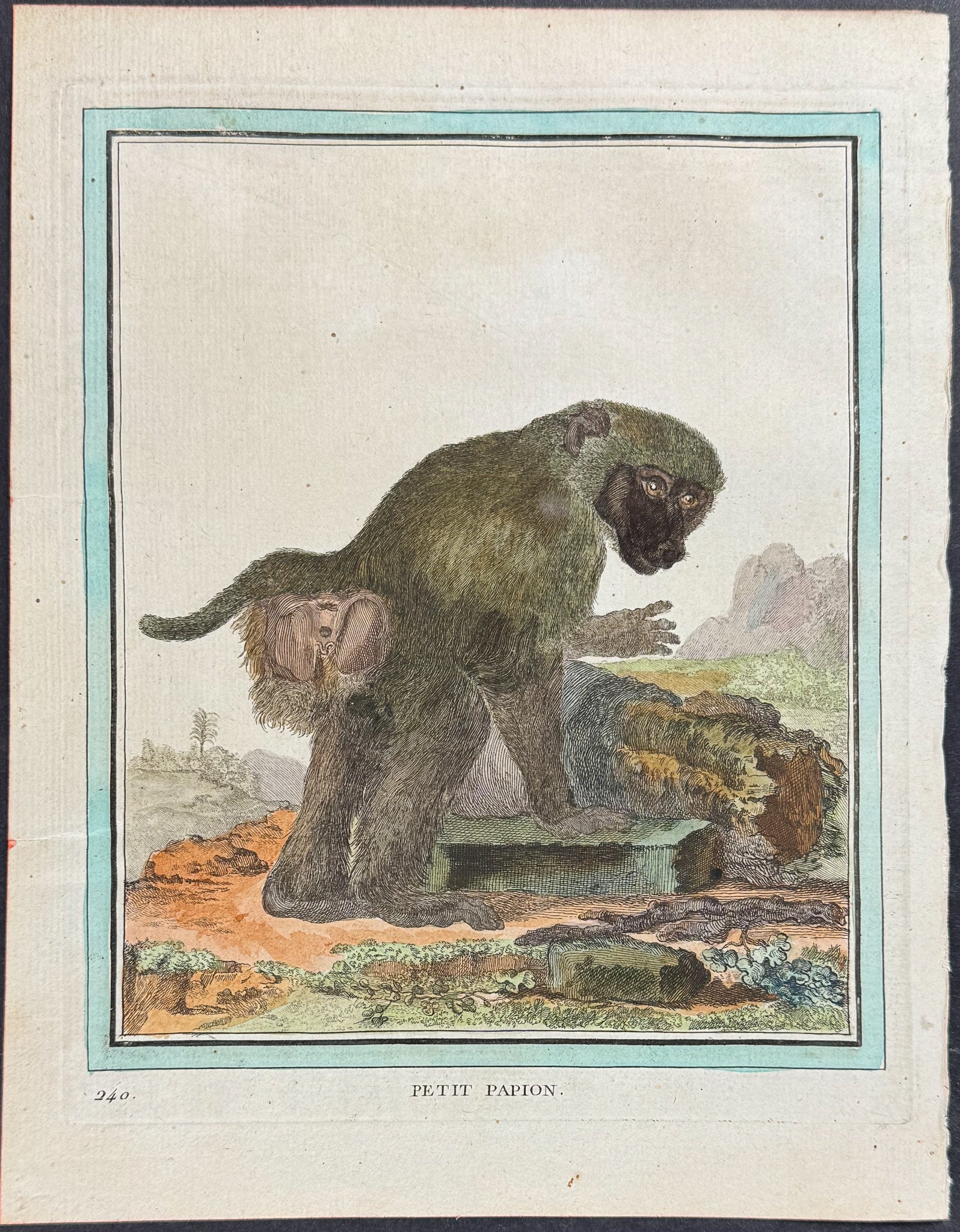 Monkey or Primate