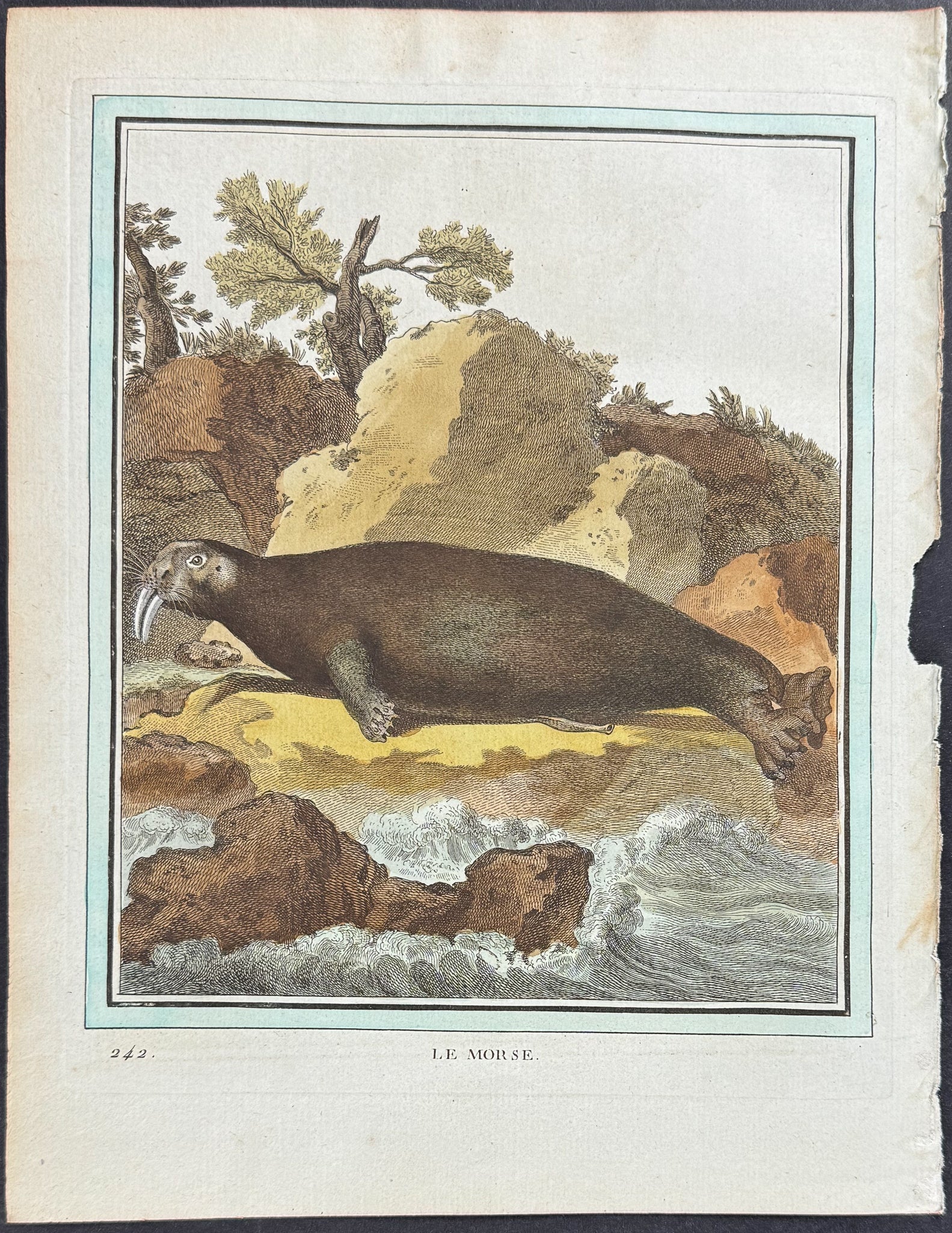 Walrus