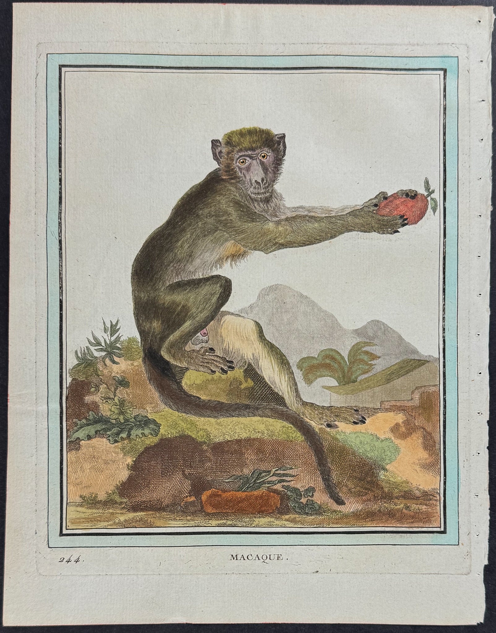 Monkey or Primate