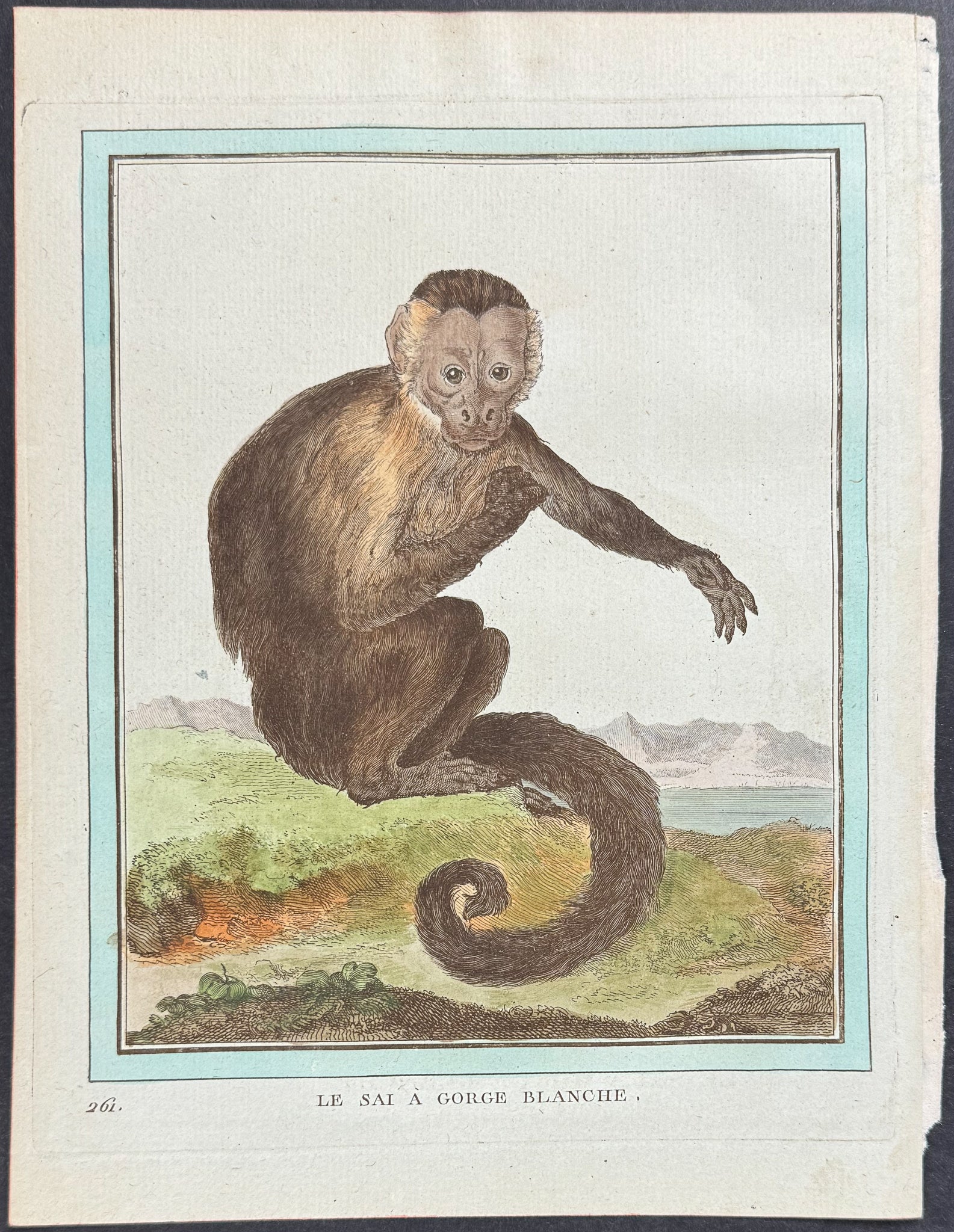 Monkey or Primate