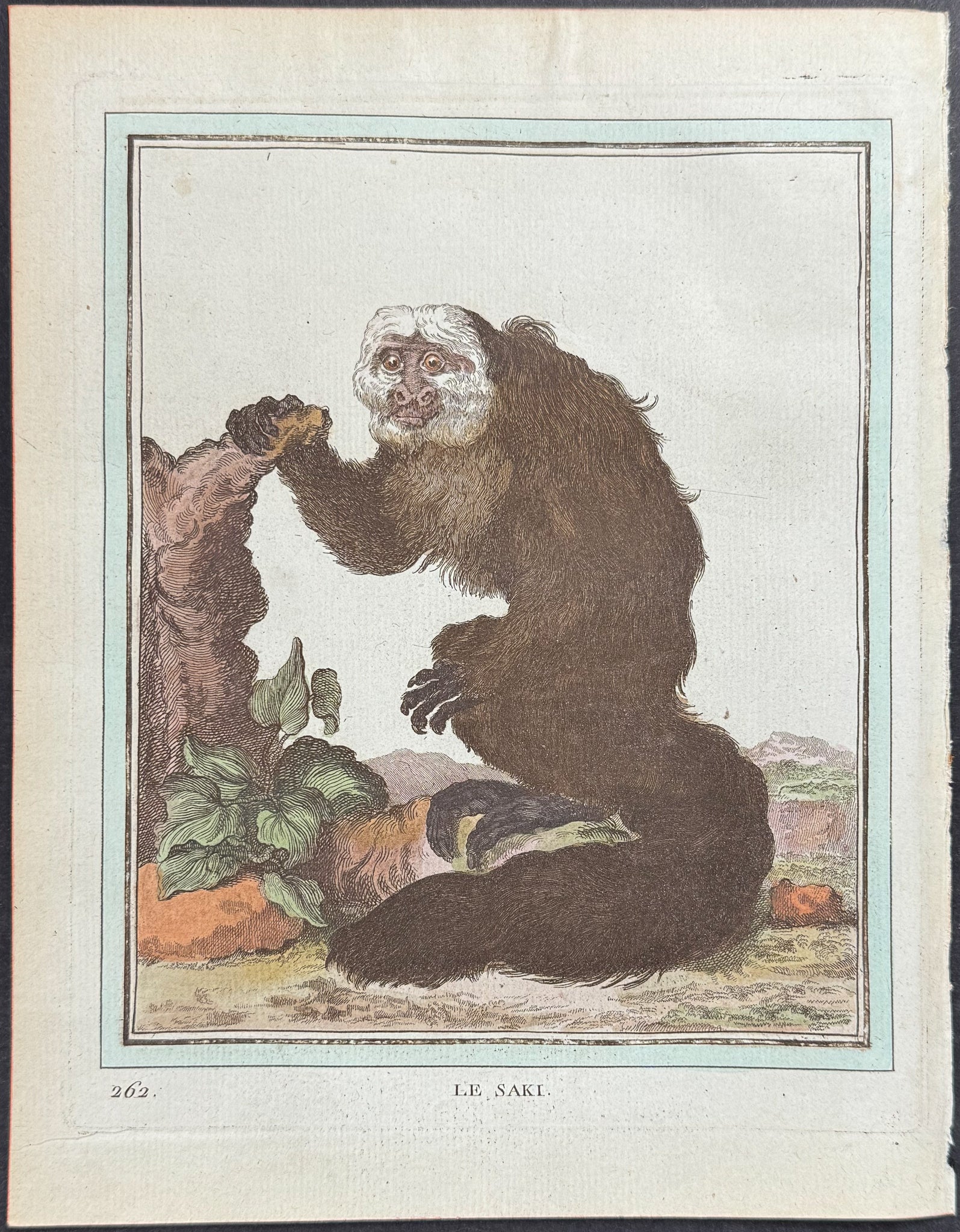 Monkey or Primate