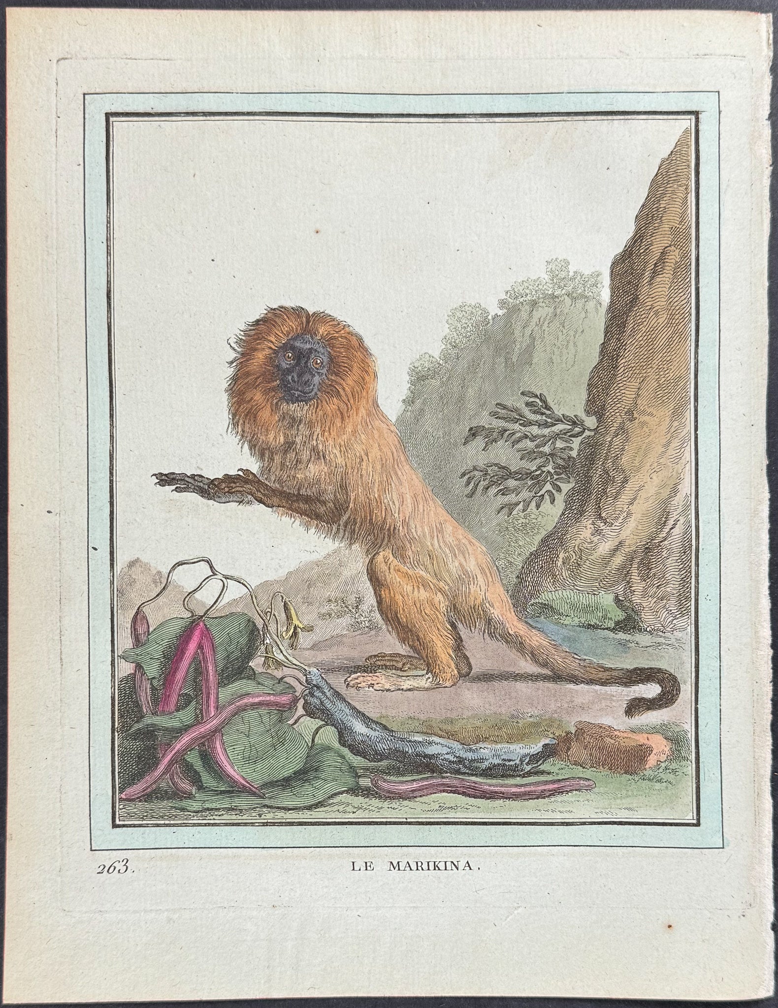 Monkey or Primate