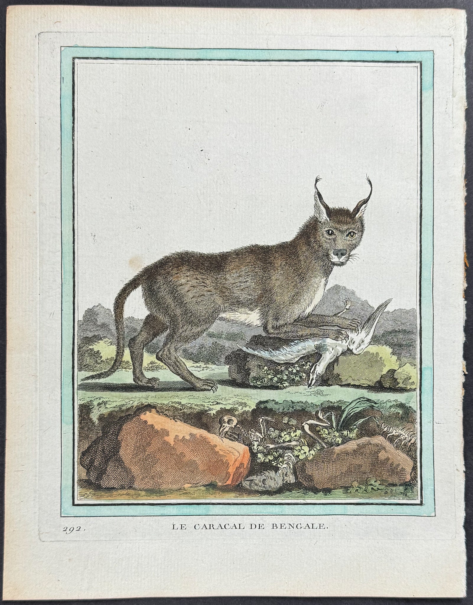 Caracal