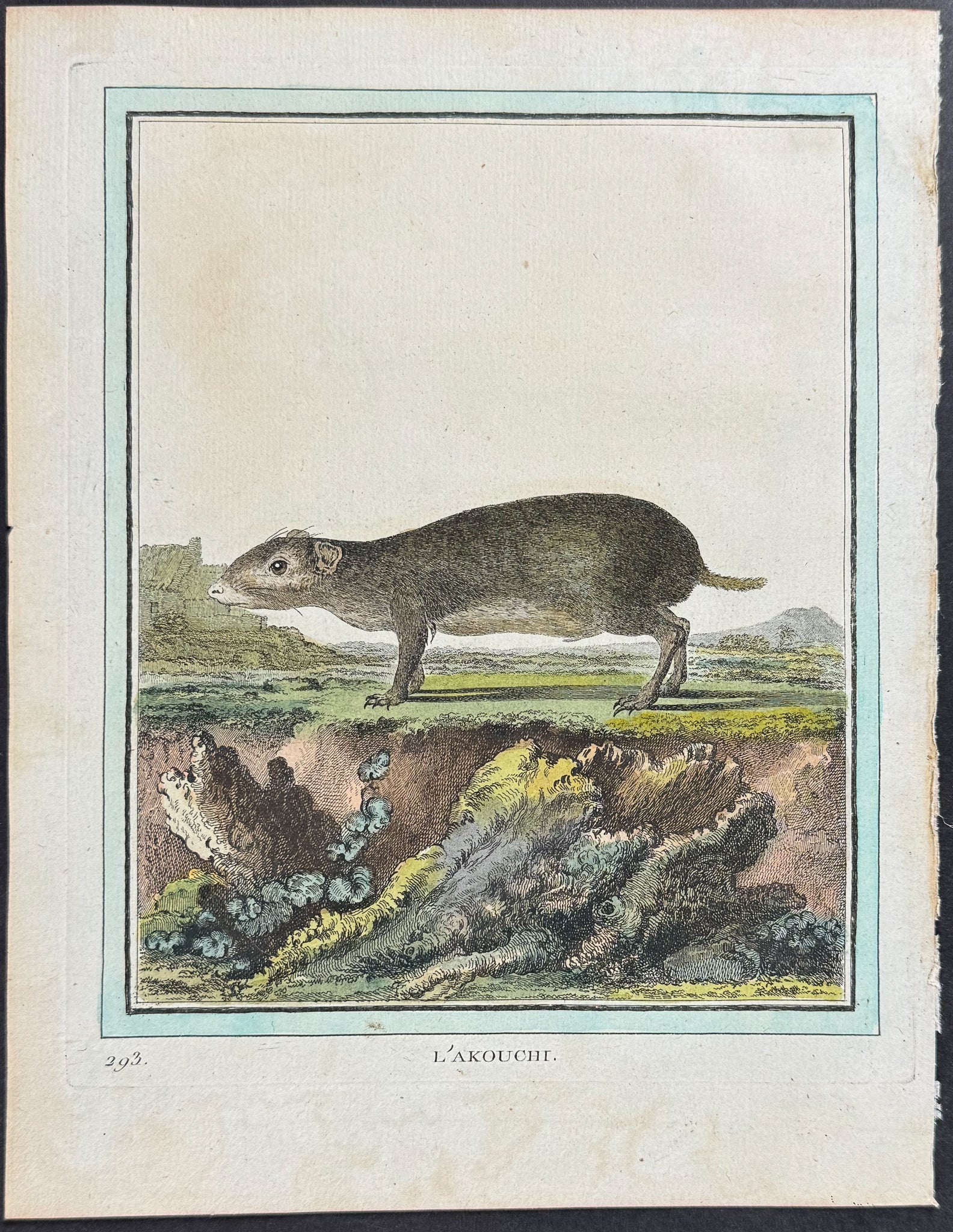 Rodent (L'Akouchi)