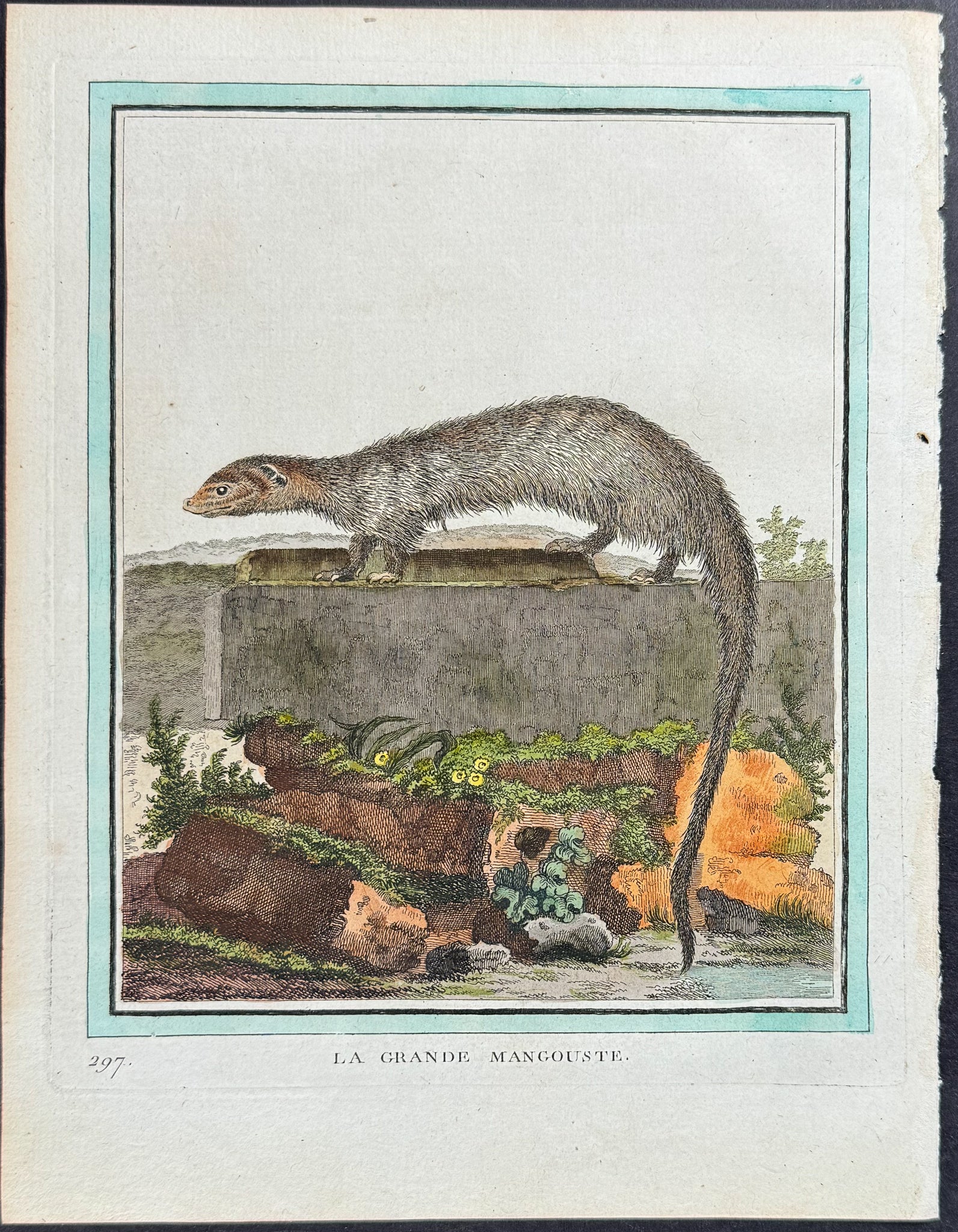 Mongoose