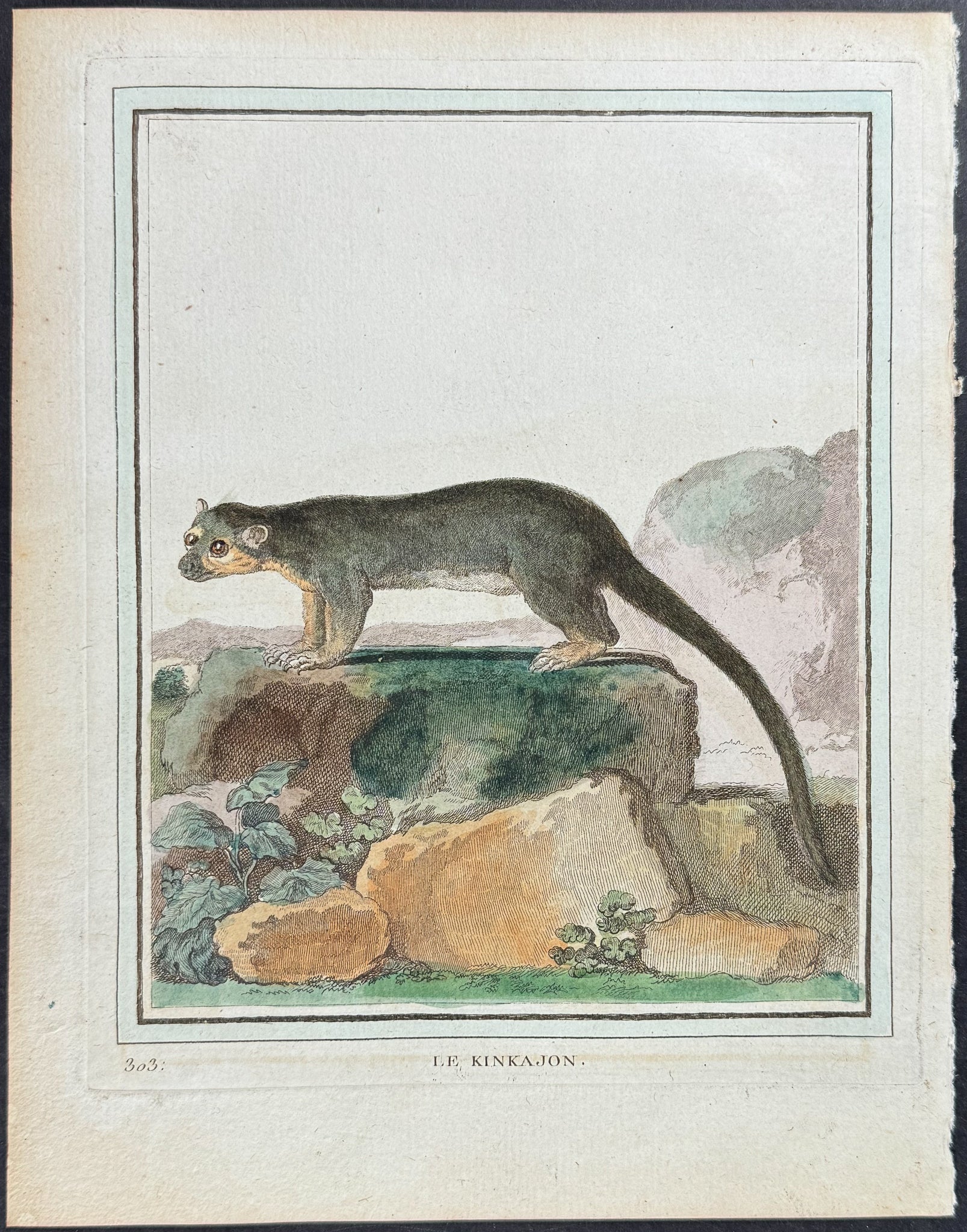 Kinkajou