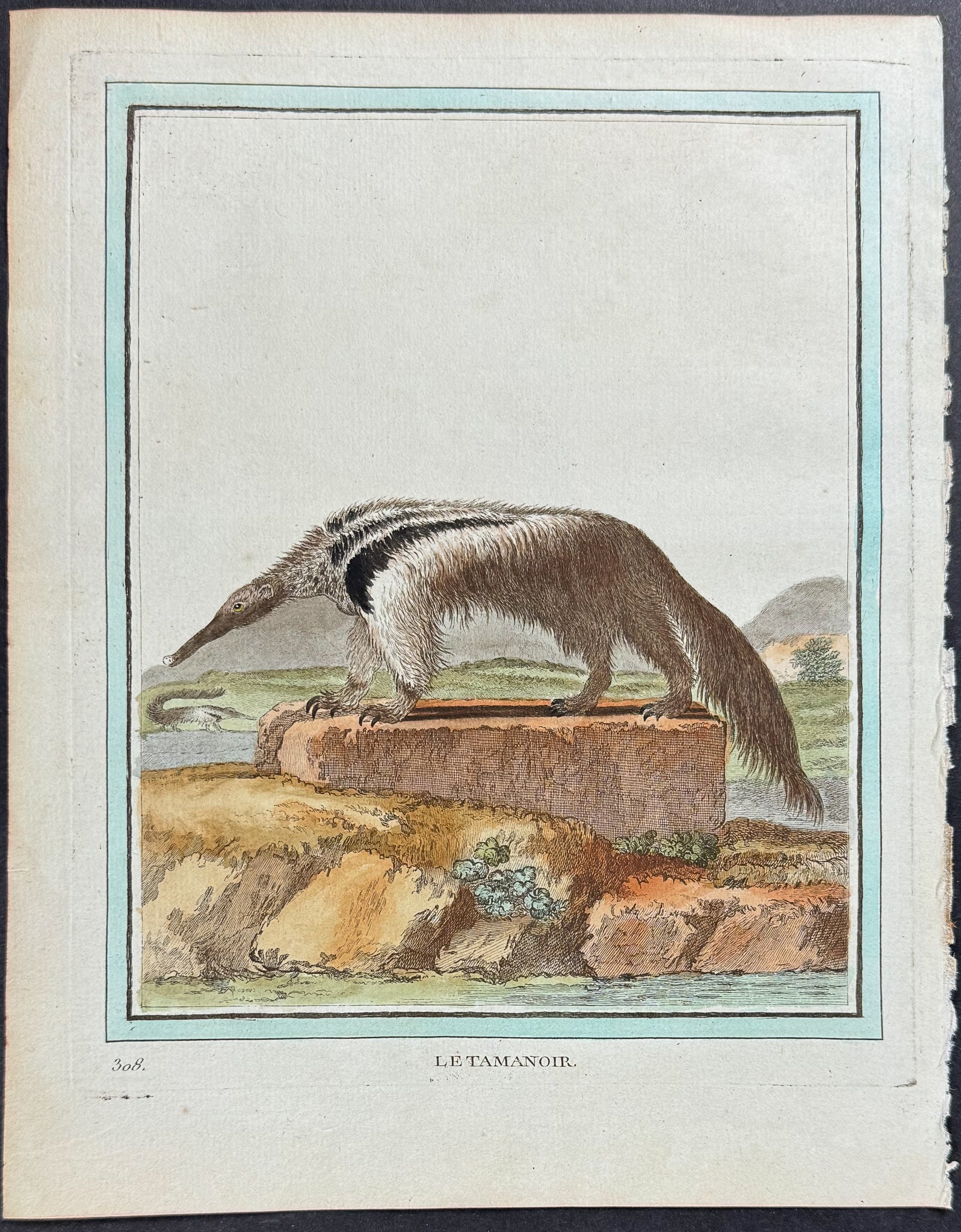 Anteater