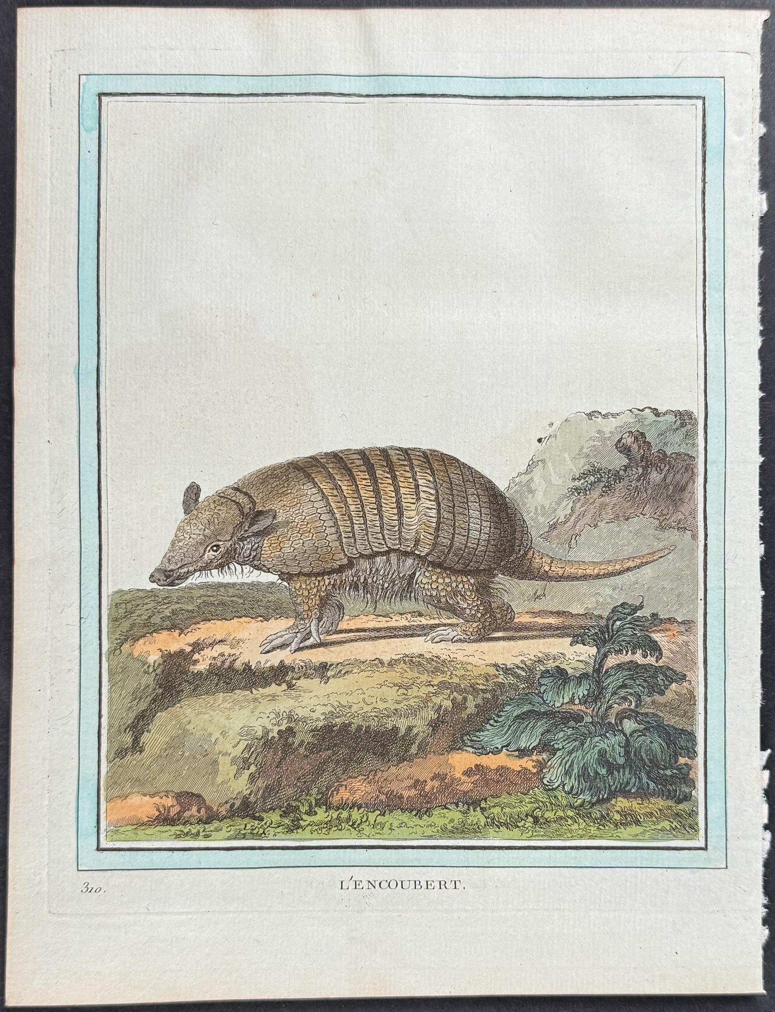 Armadillo