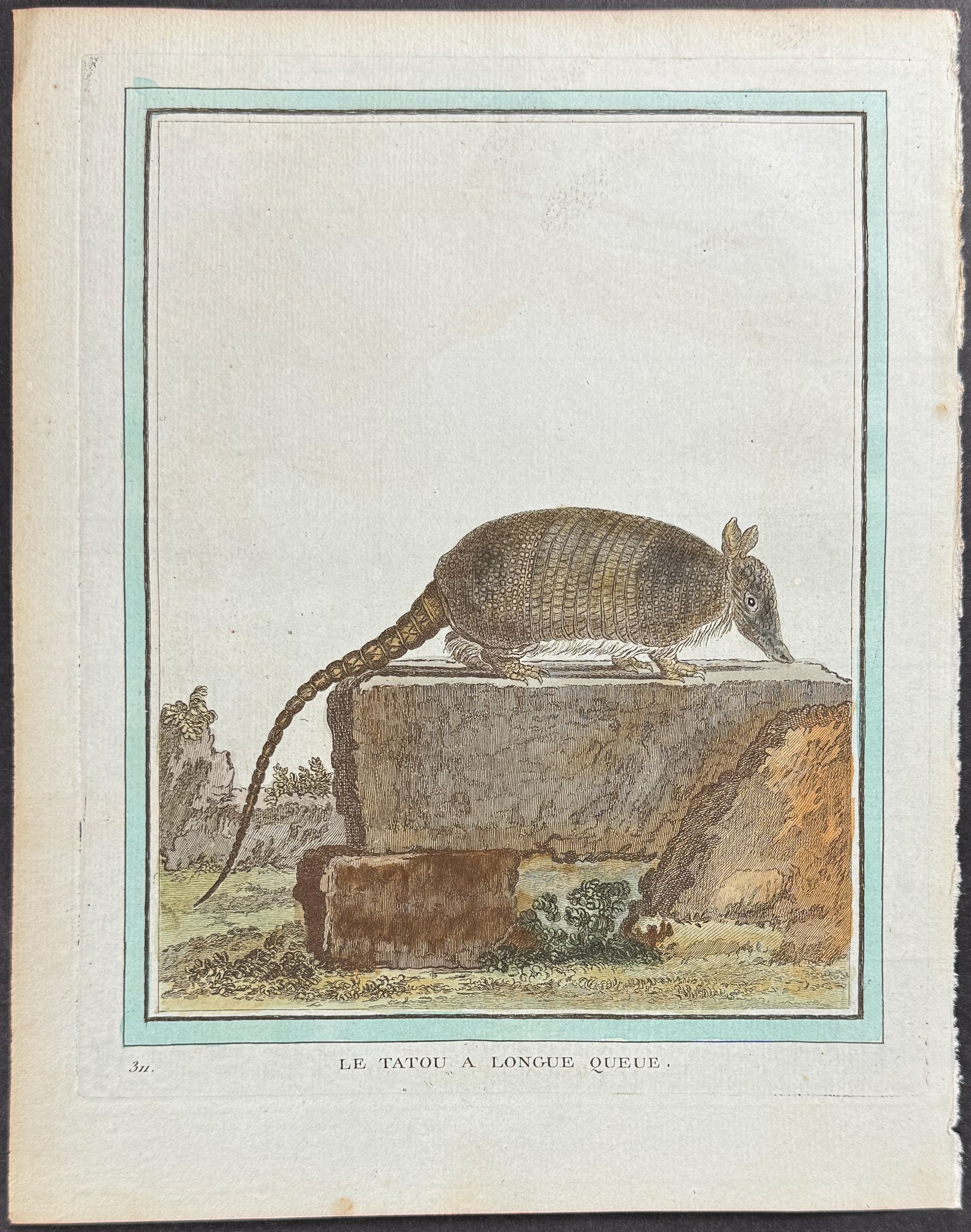 Armadillo