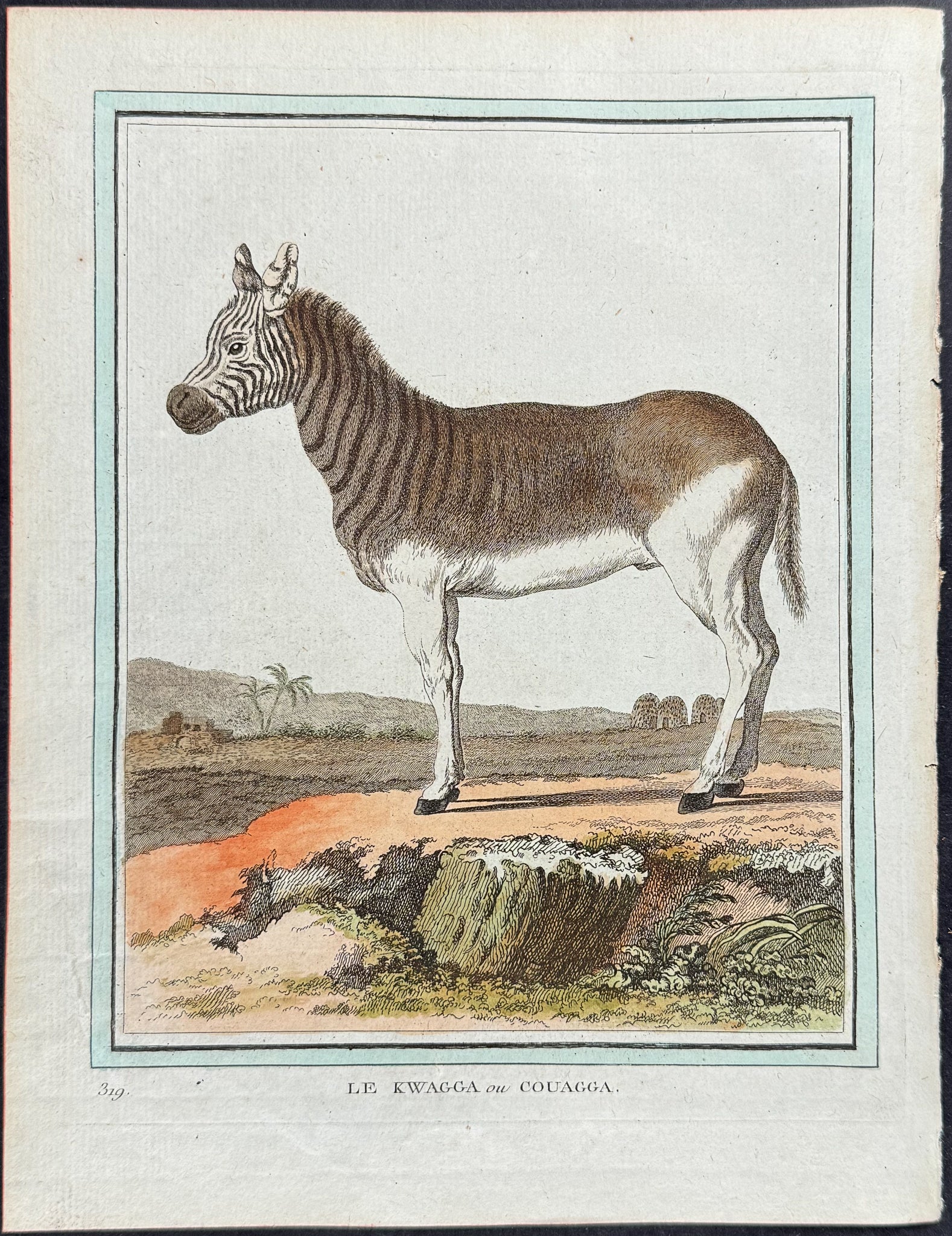Quagga