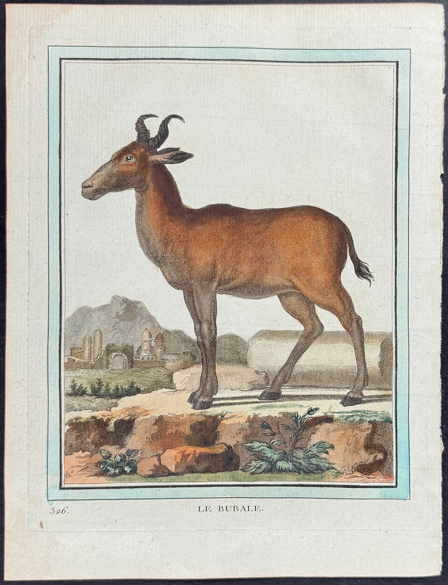 Hartebeest