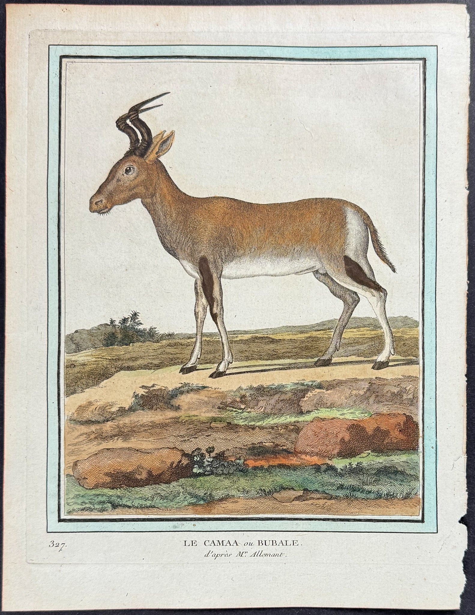 Hartebeest