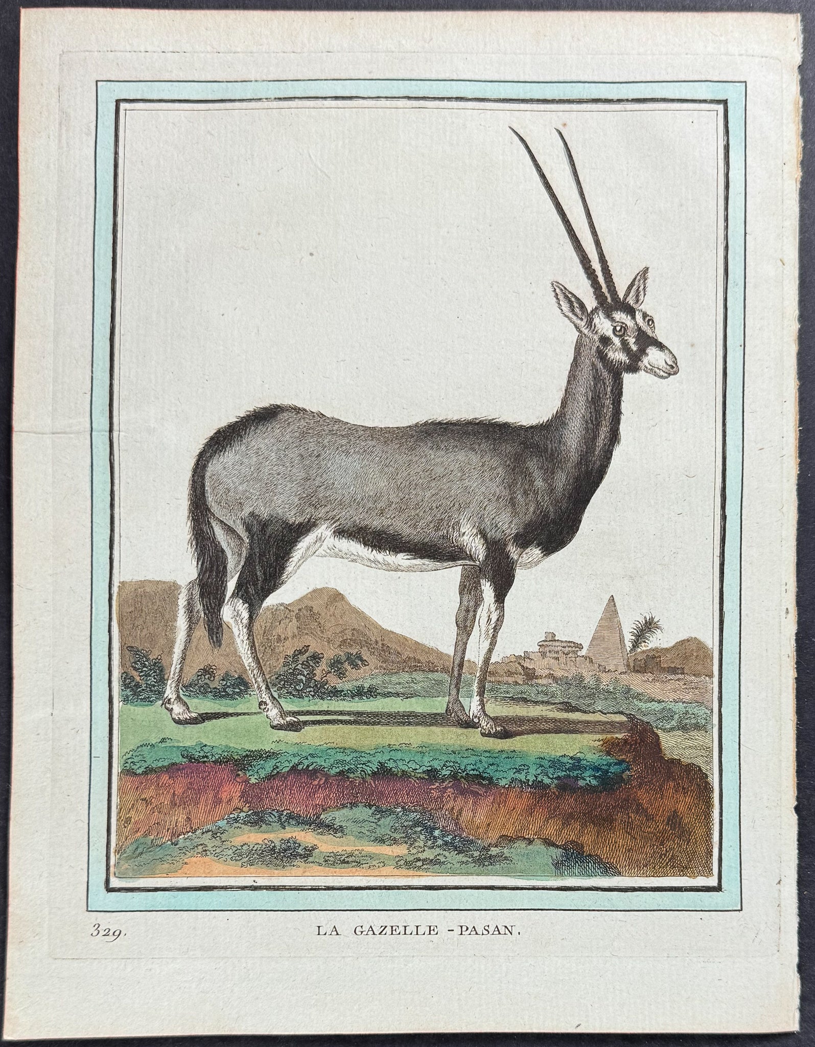 Gazelle
