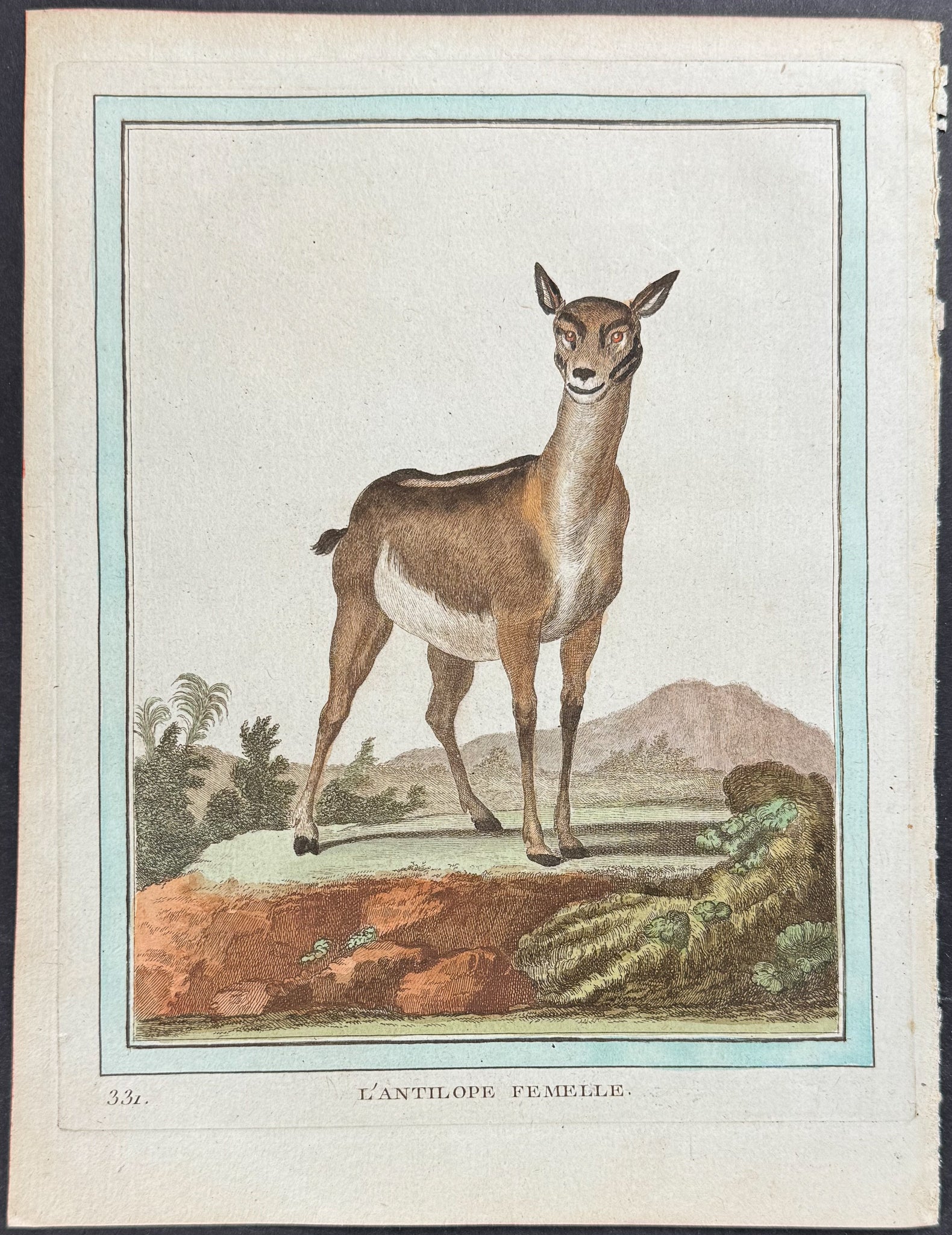 Antelope