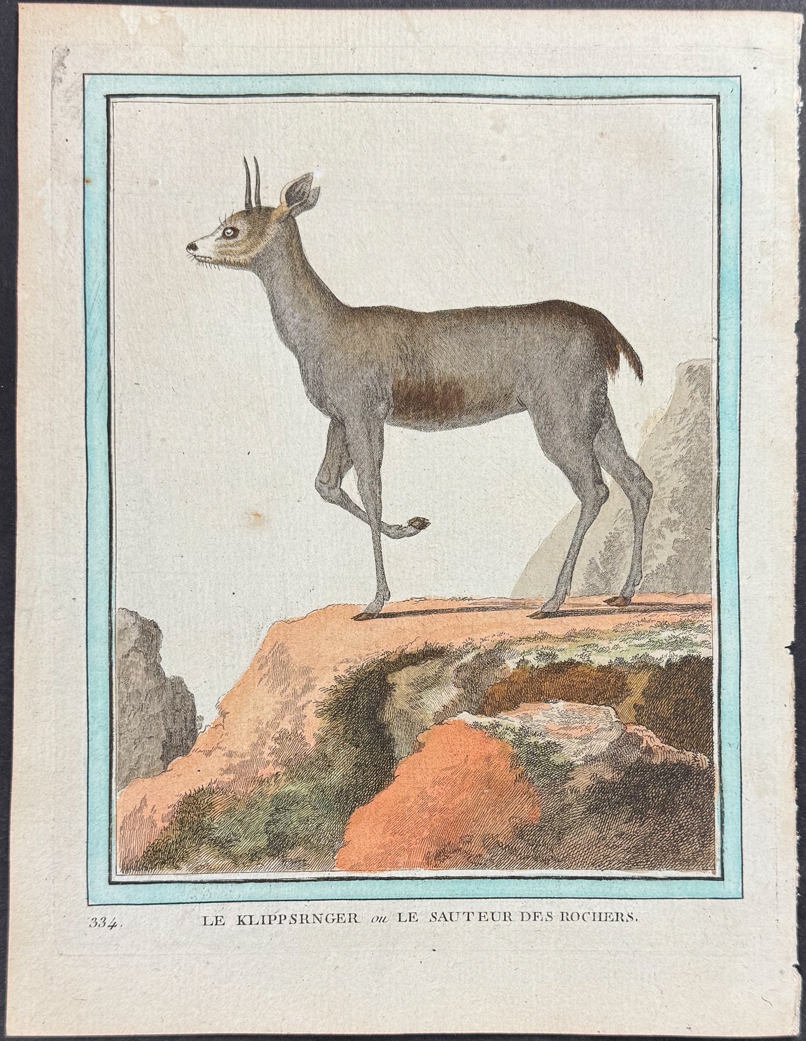 Antelope