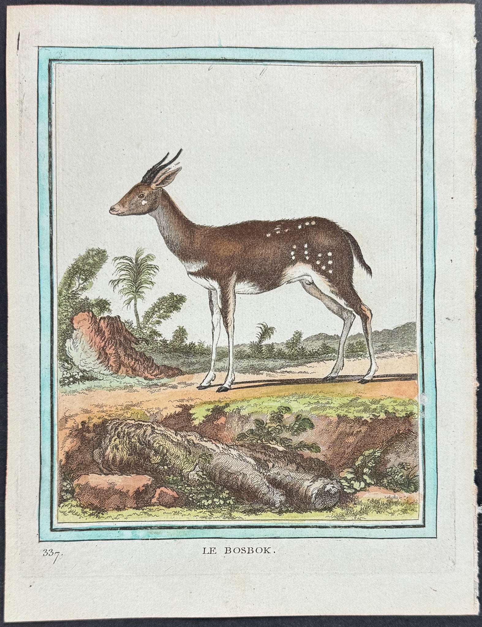 Antelope
