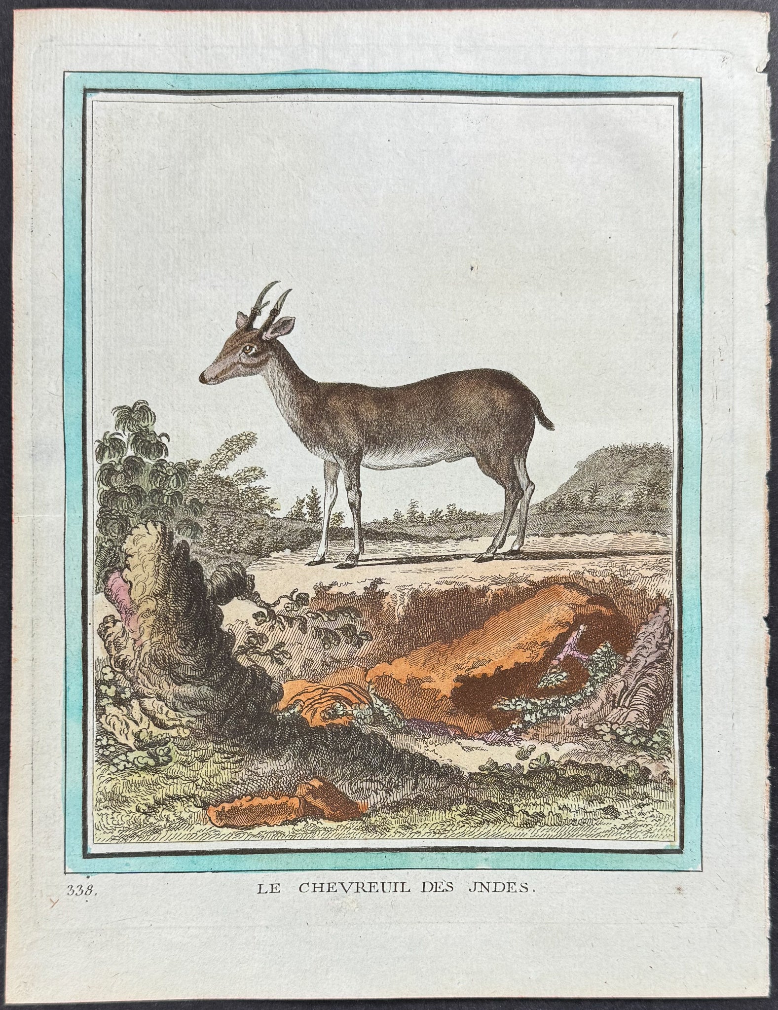 Deer