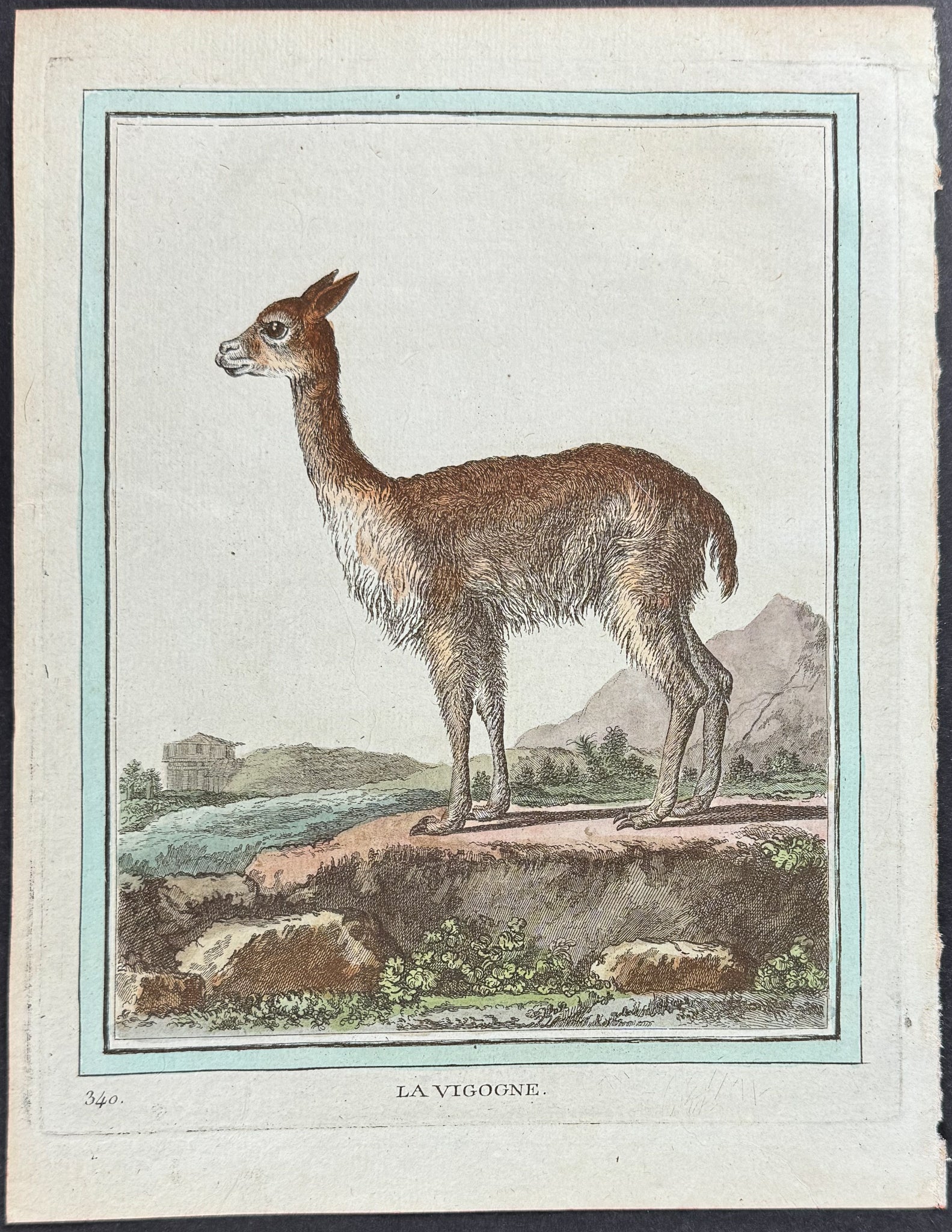 Vicuna