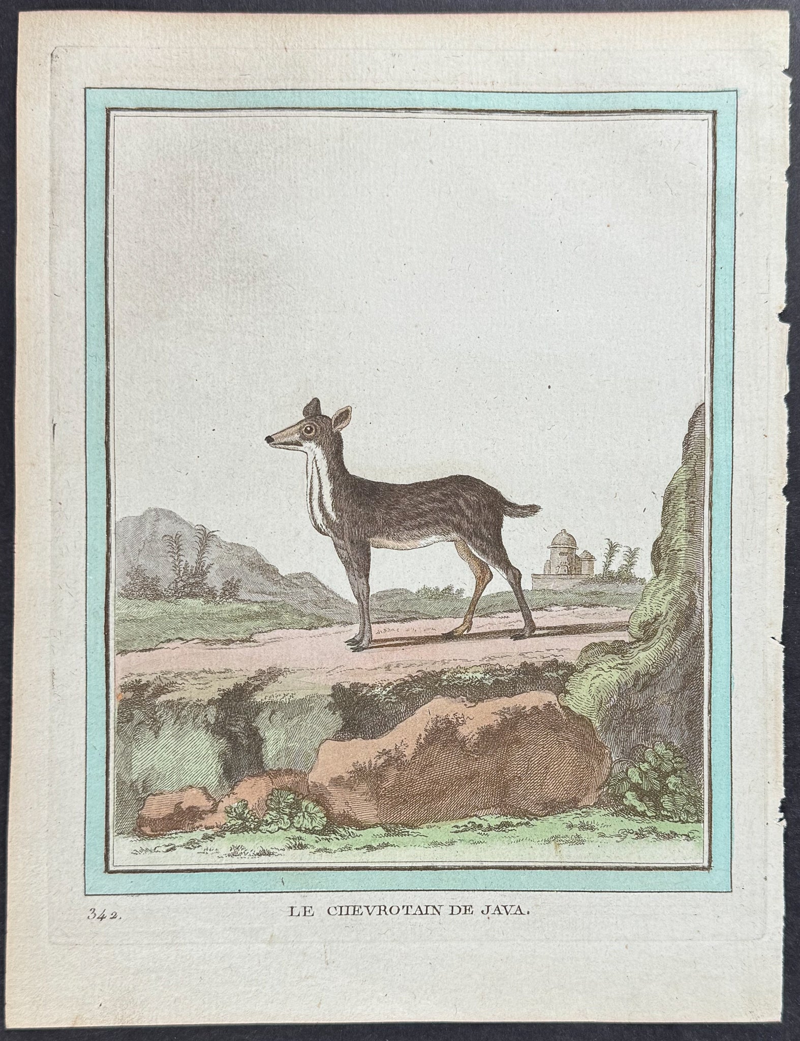 Deer