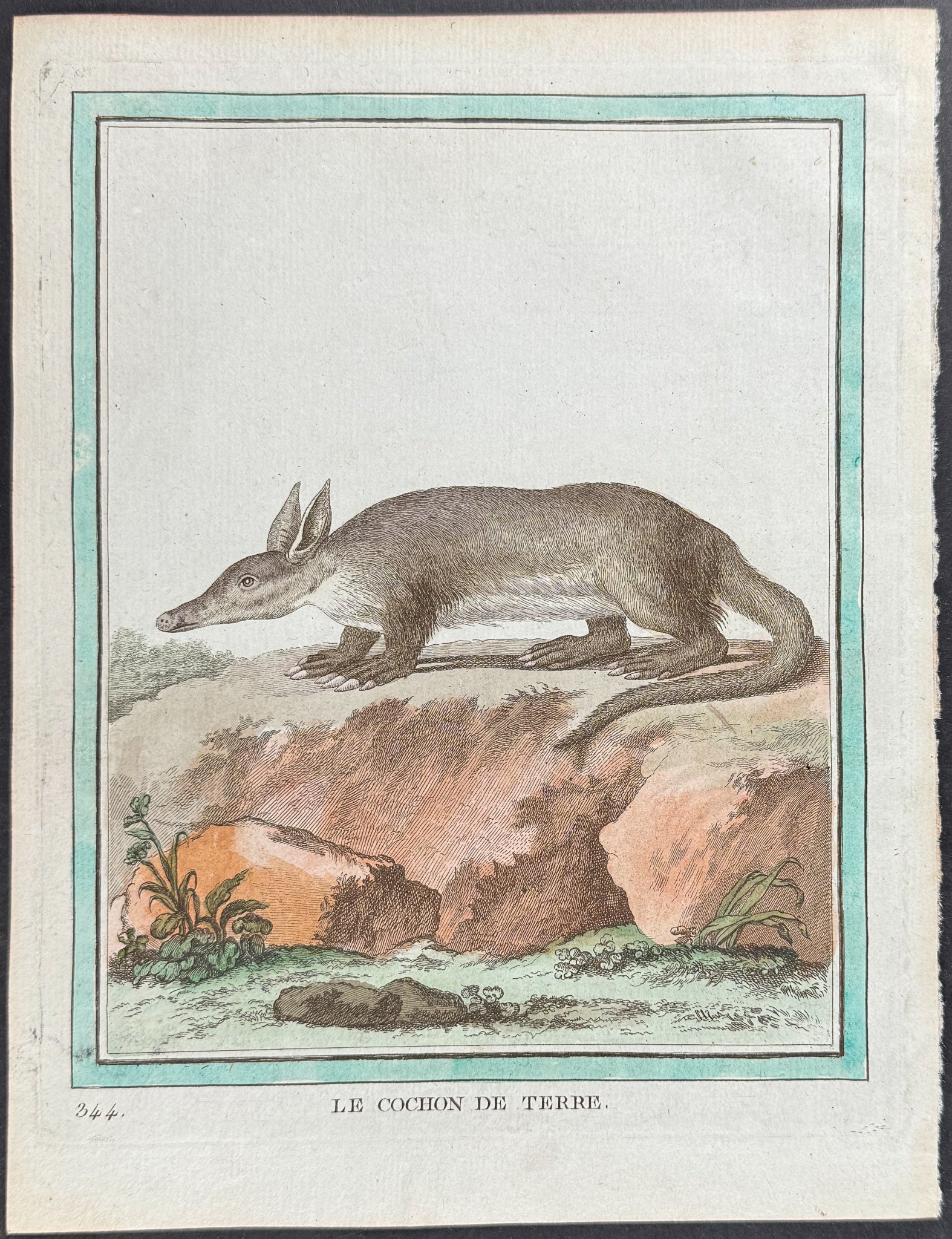 Aardvark