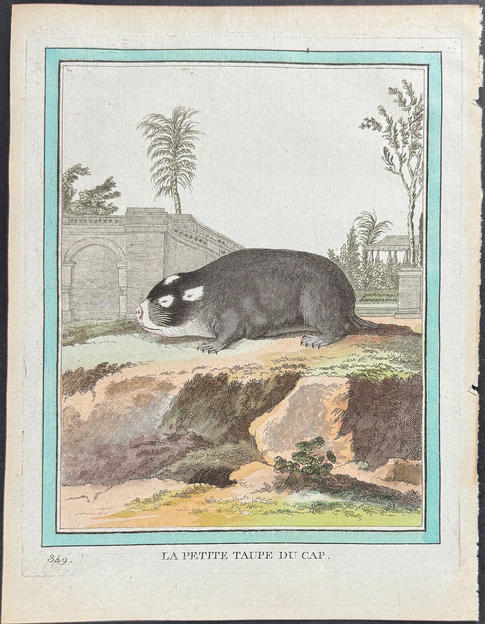 Mole