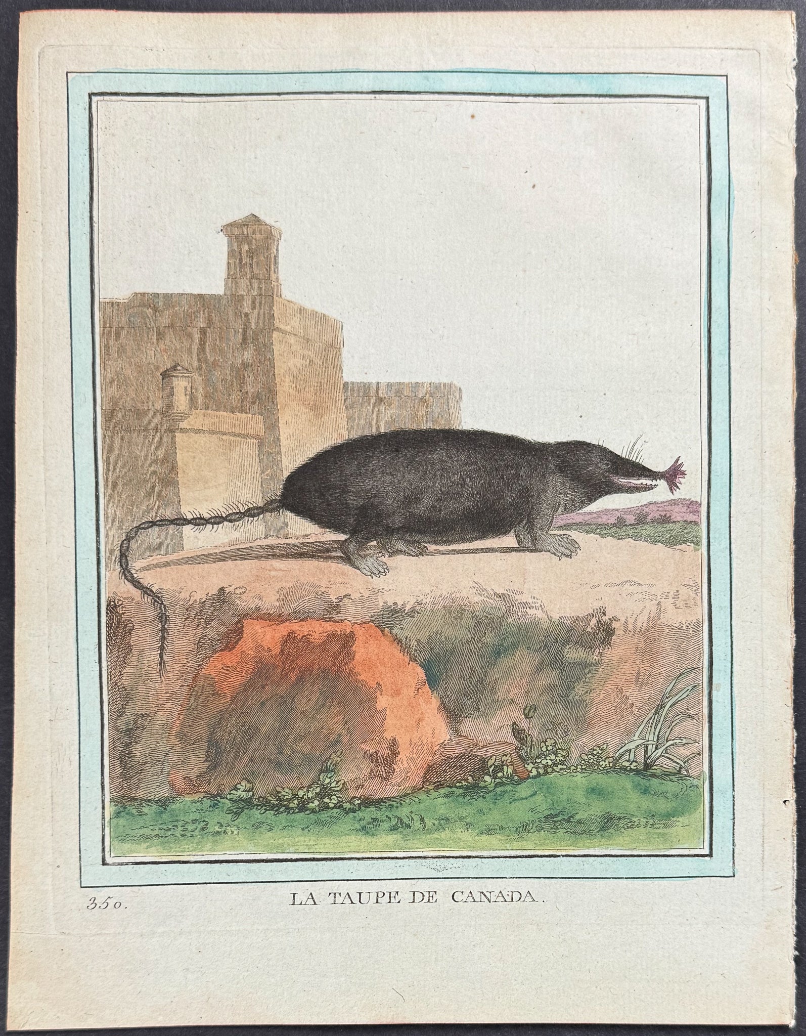 Mole