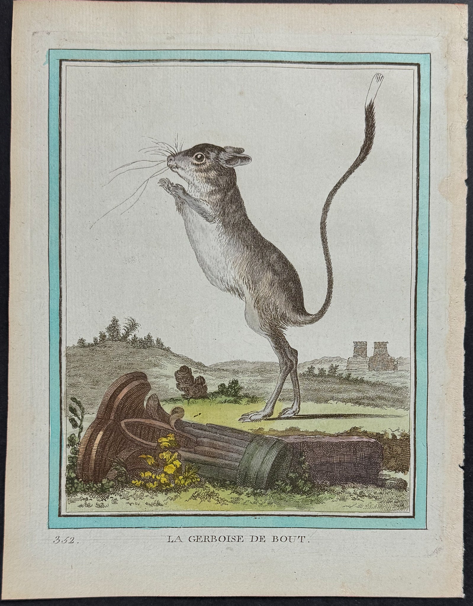 Jerboa