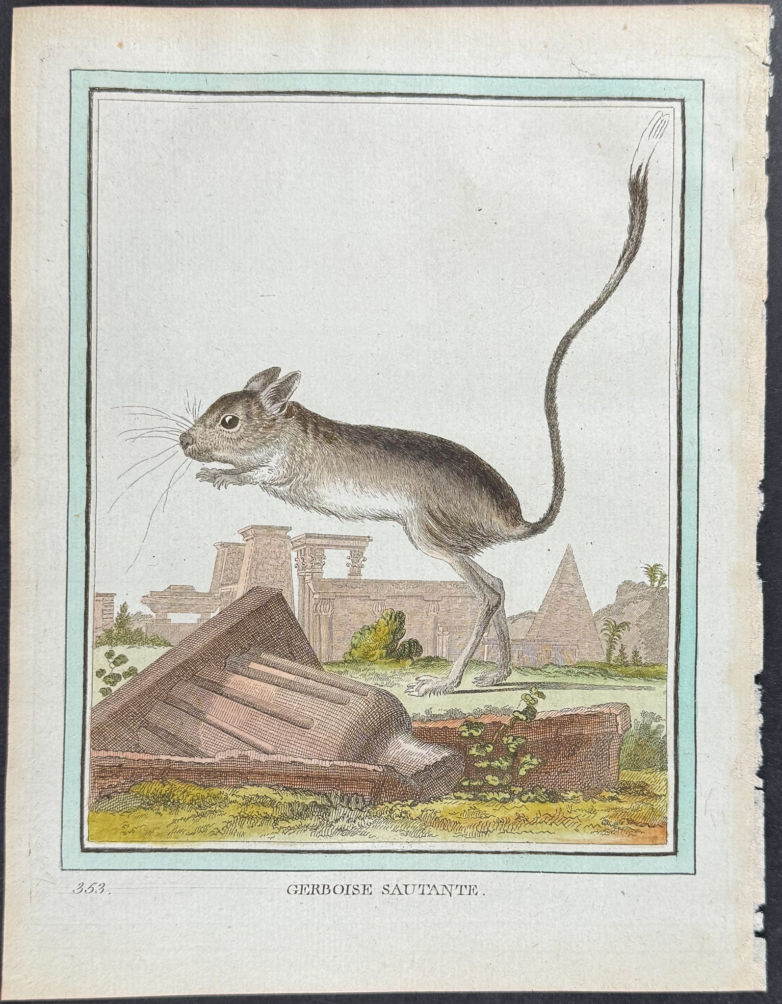 Jerboa