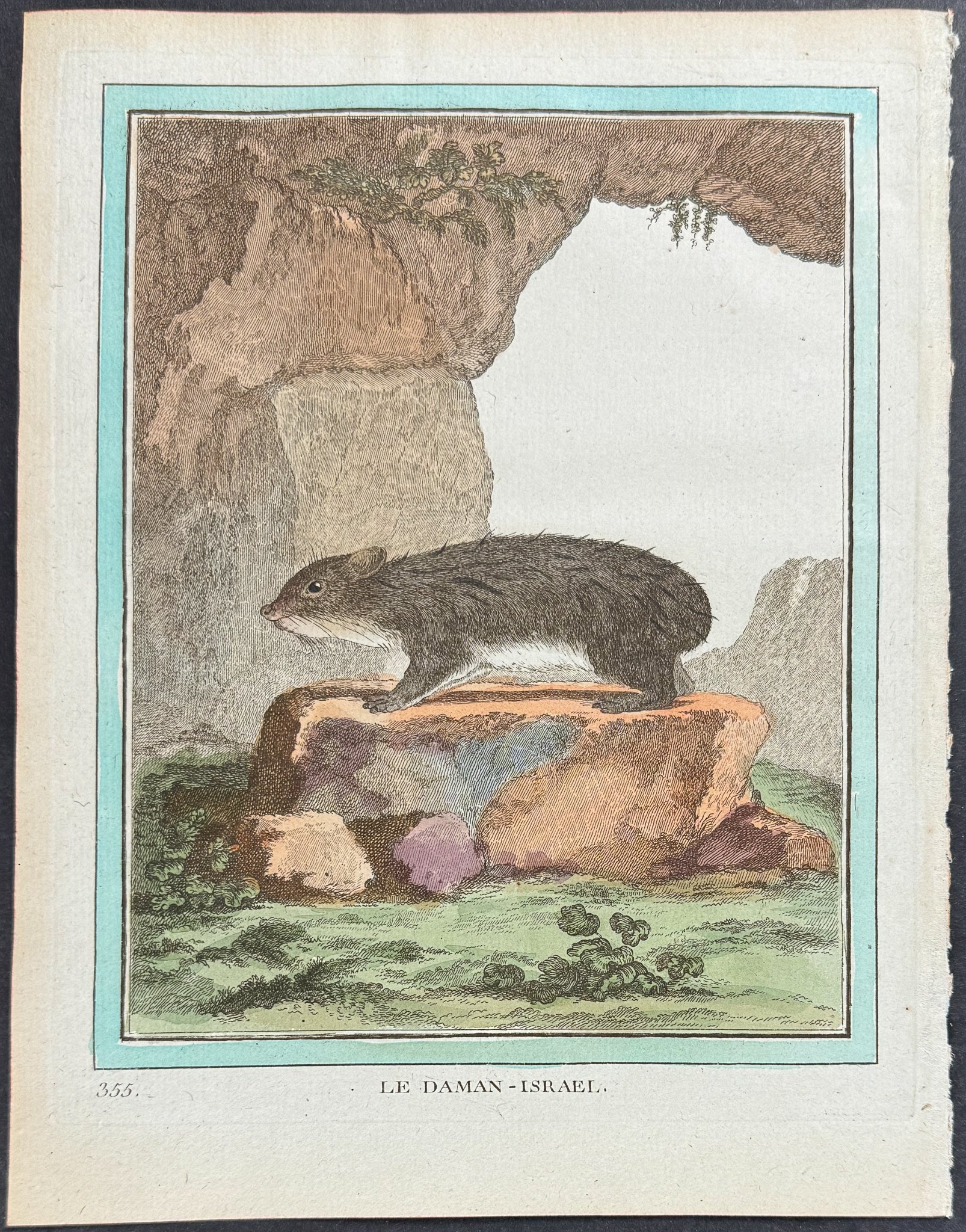 Hyrax