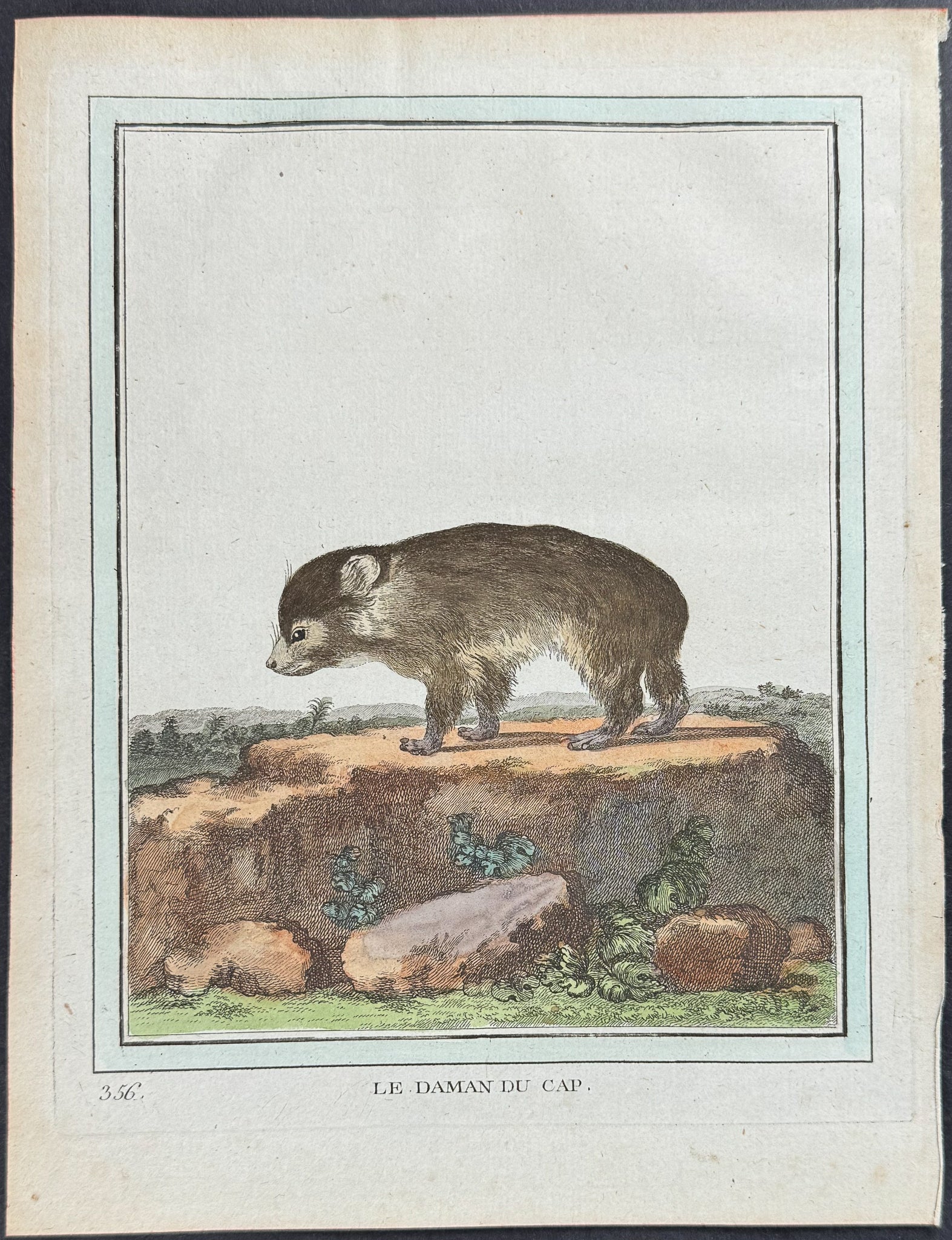 Hyrax