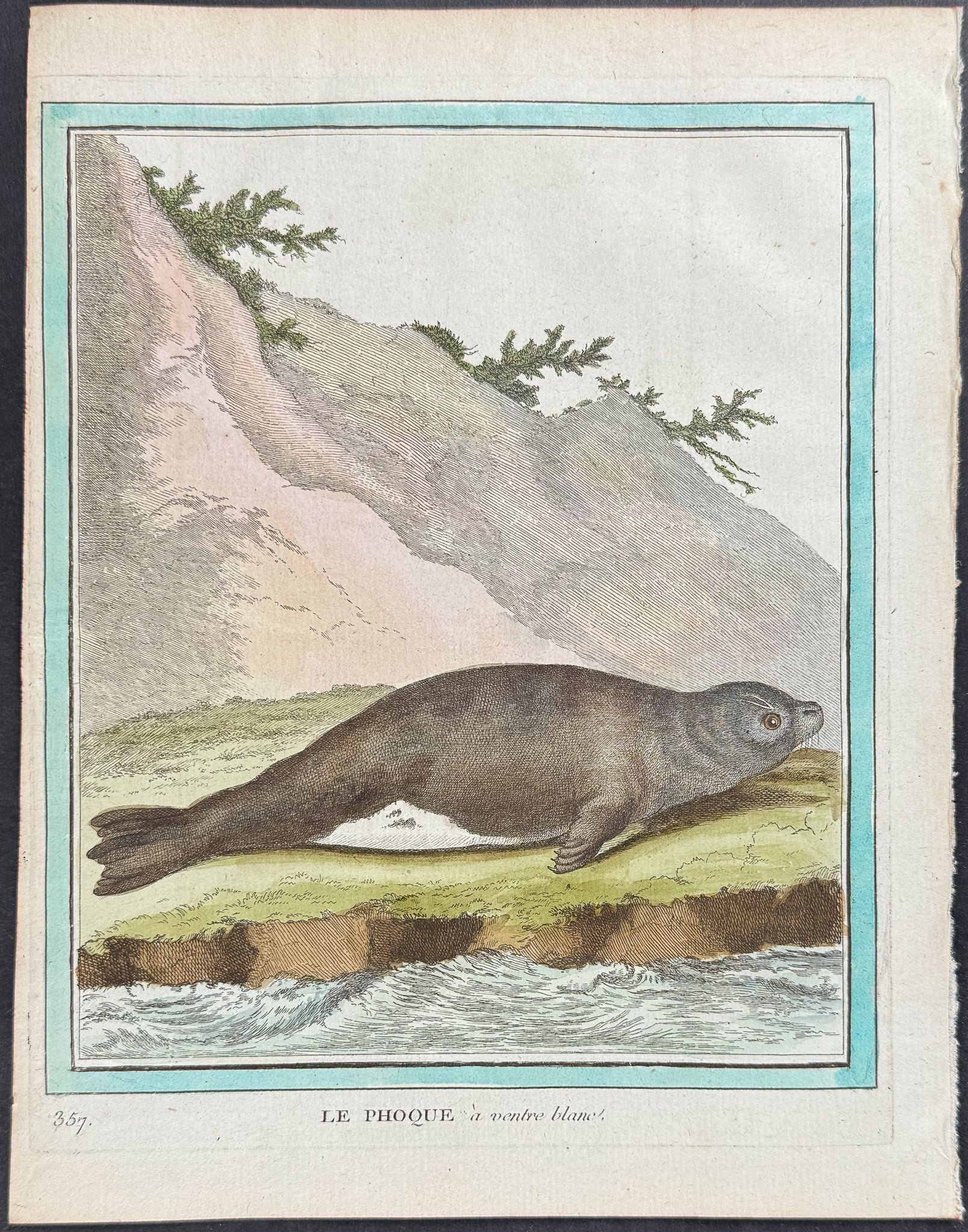 Seal or Sea Lion