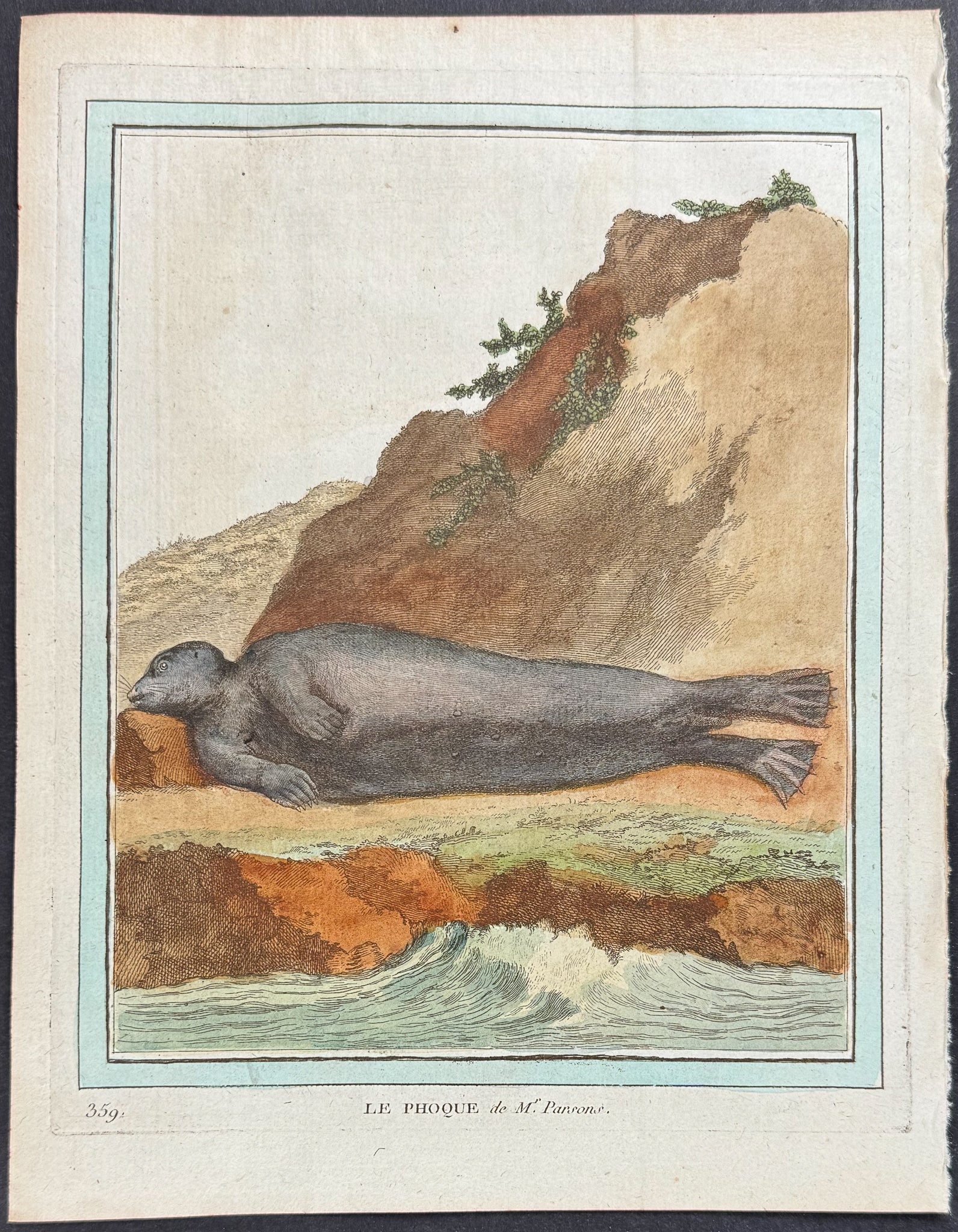 Seal or Sea Lion