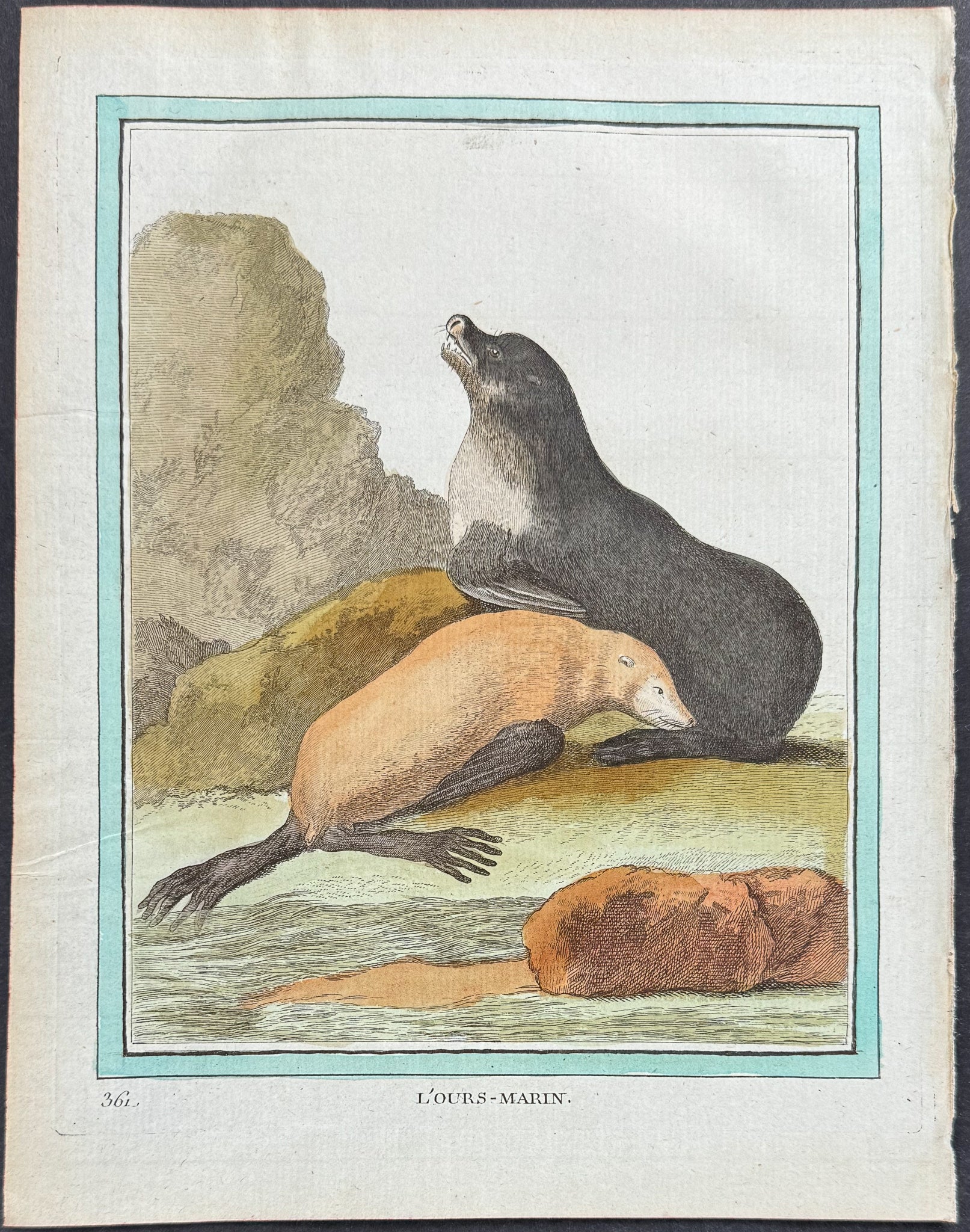 Seal or Sea Lion