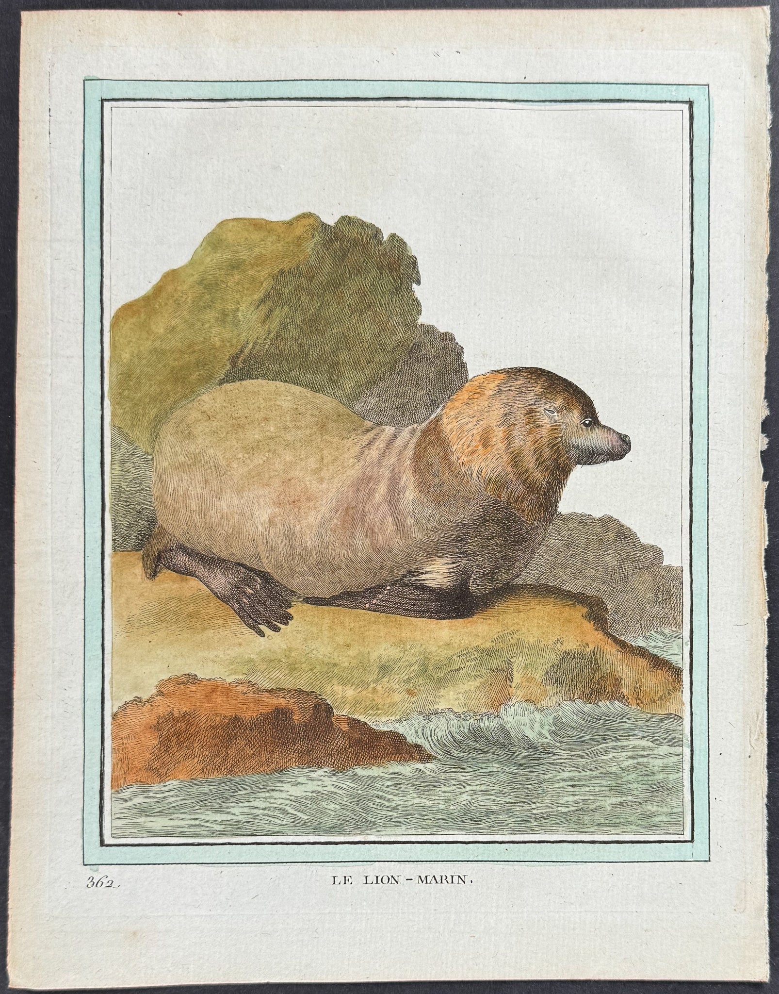Seal or Sea Lion
