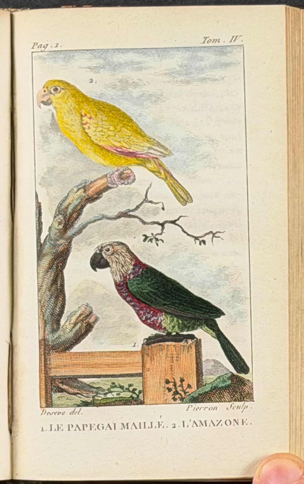 Buffon's Histoire Naturelle - 16 Volumes with 123 Originally Hand Colored Engravings