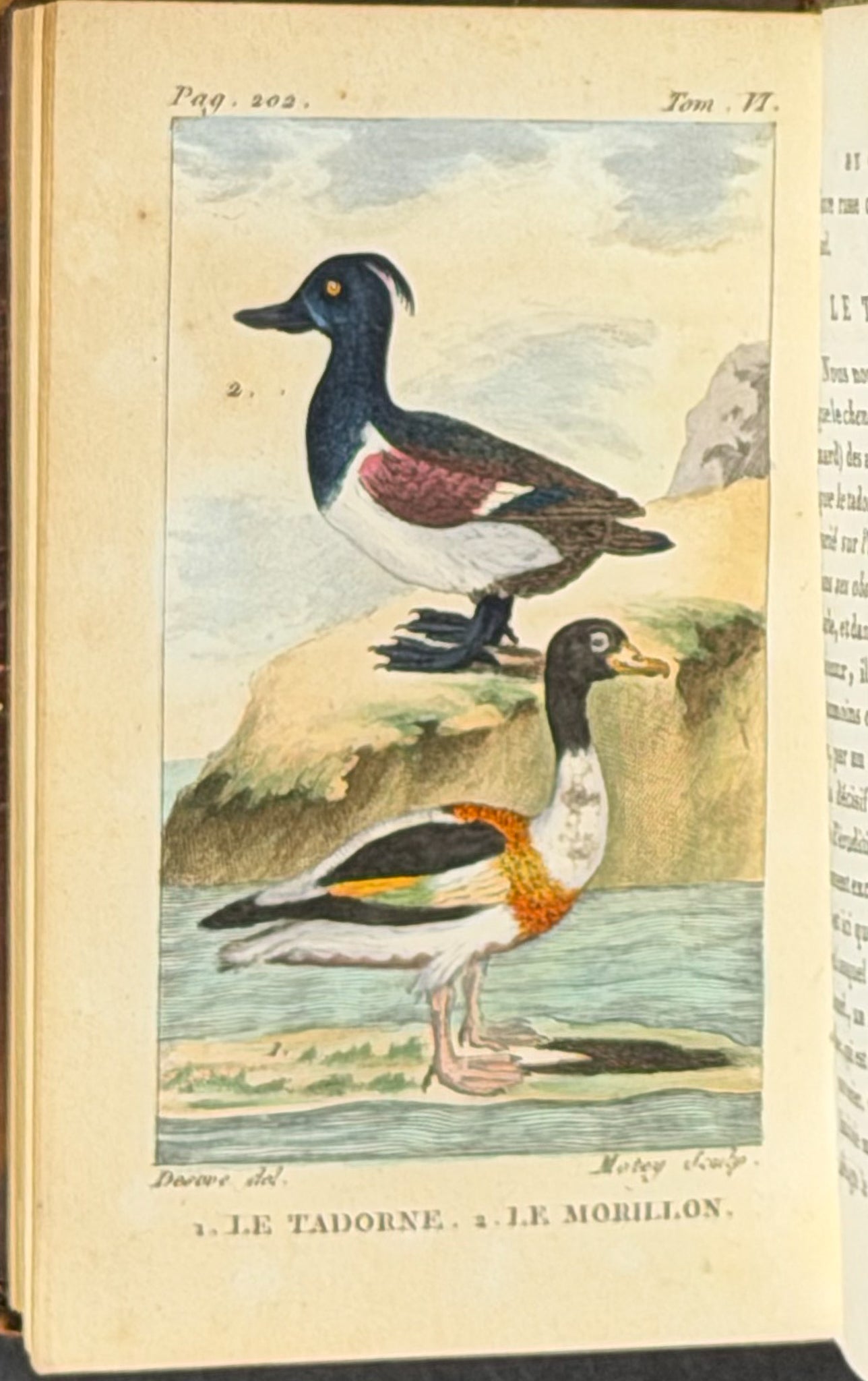 Buffon's Histoire Naturelle - 16 Volumes with 123 Originally Hand Colored Engravings