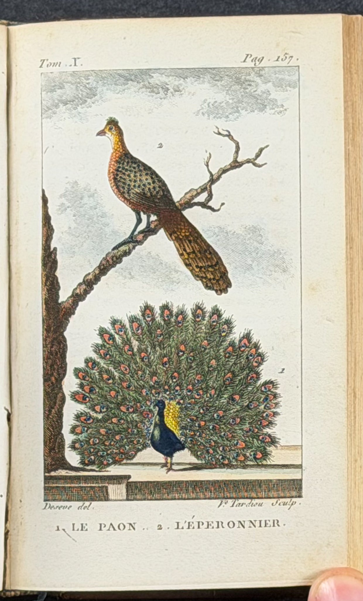 Buffon's Histoire Naturelle - 16 Volumes with 123 Originally Hand Colored Engravings